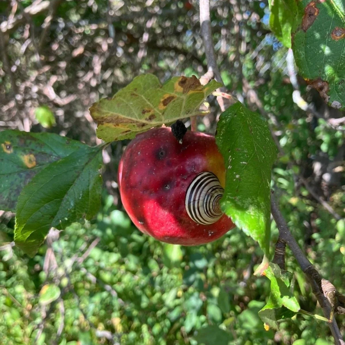 Ep. 288 : Appreciating Apples
