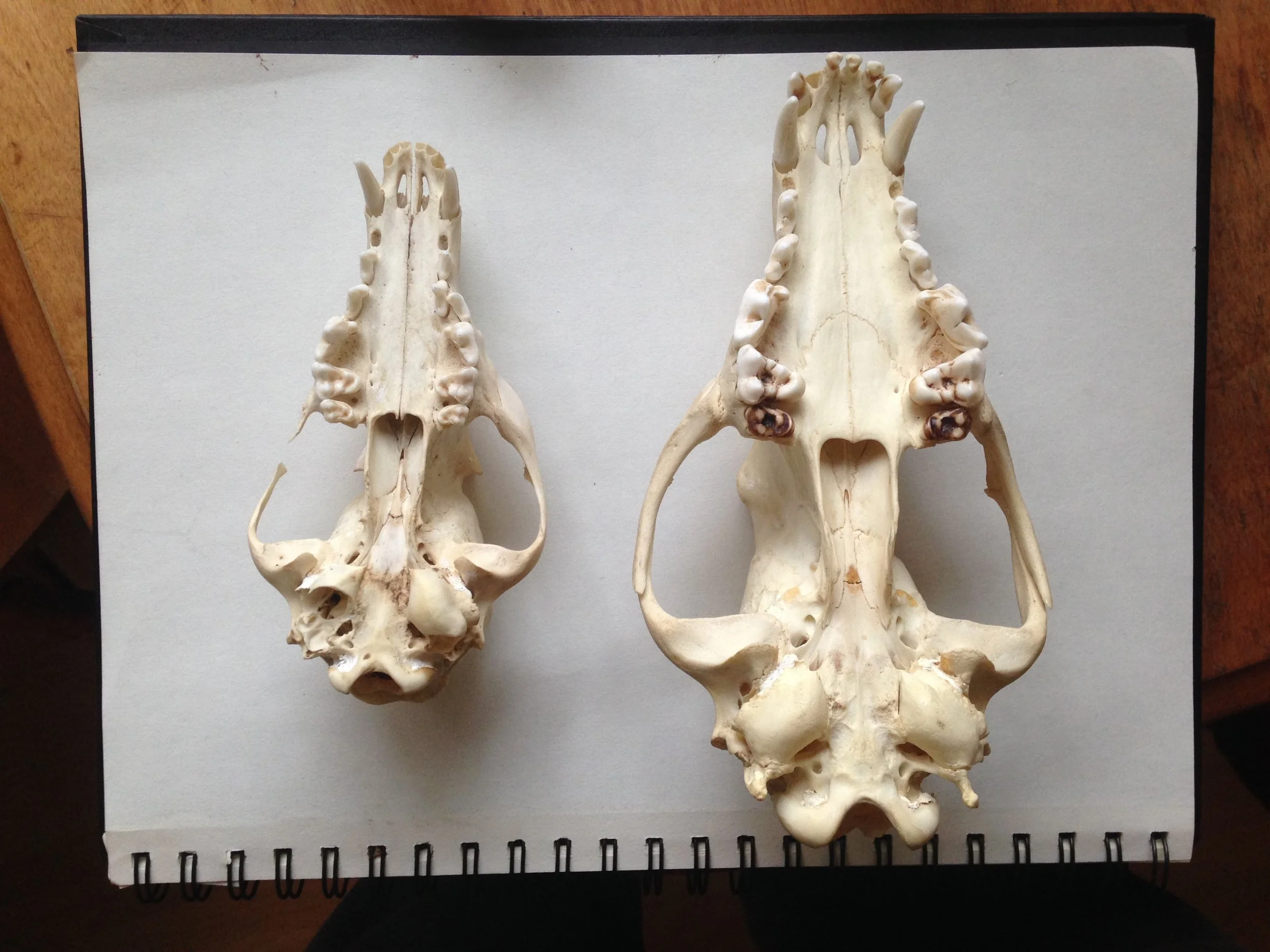 Determining The Difference Between Red Fox and Eastern Coyote Skulls ...