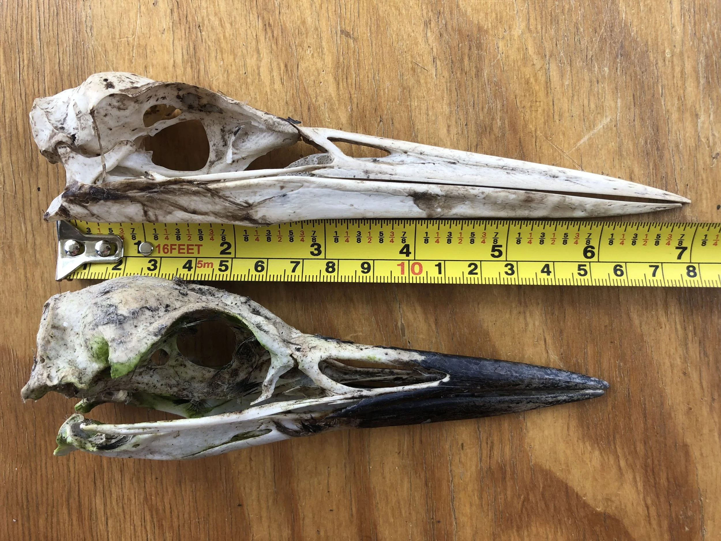 Identifying Skeletal Remains of a Common Loon at Saugeen First Nation ...