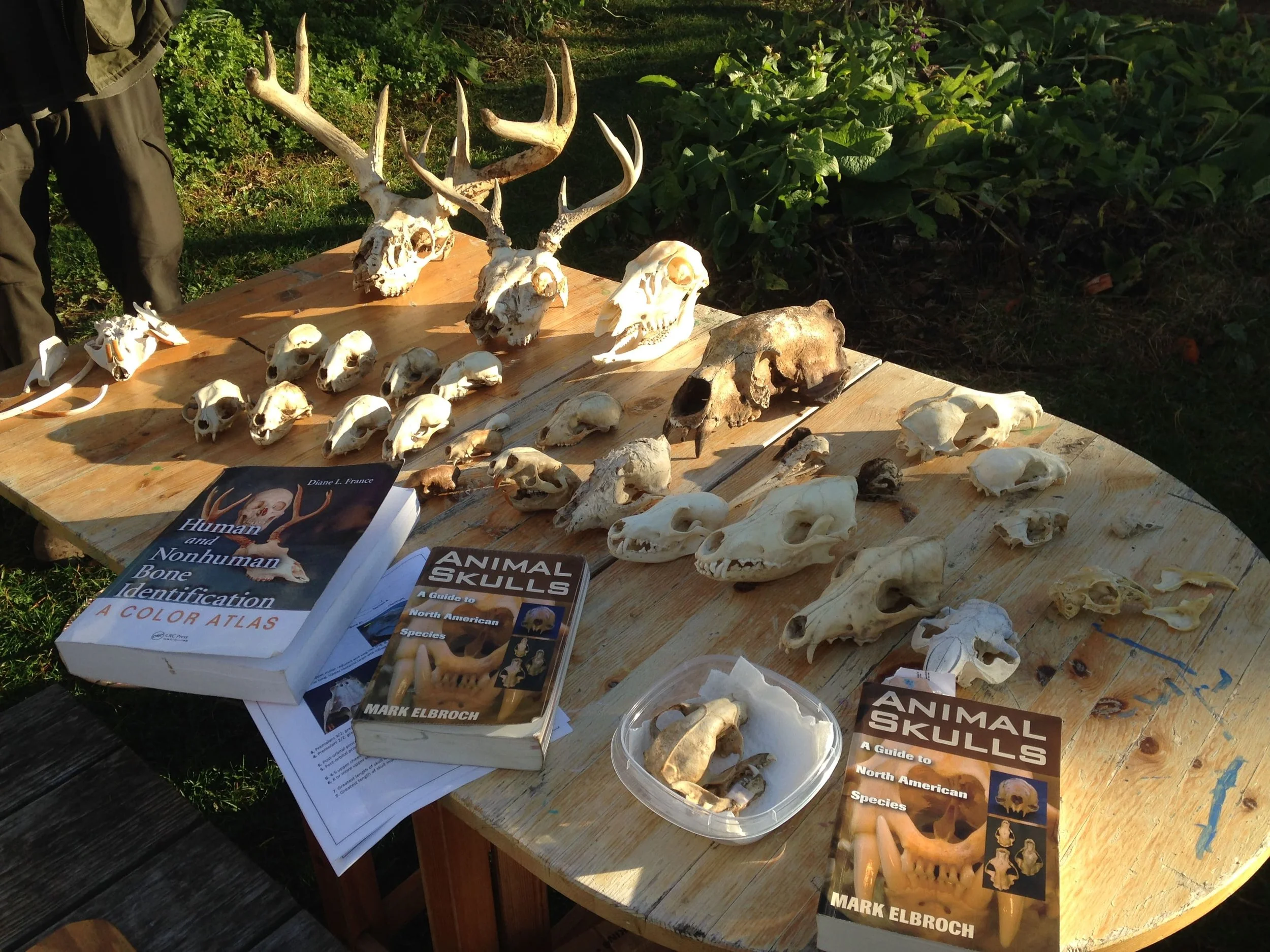 How To Clean A Skull — to know the land