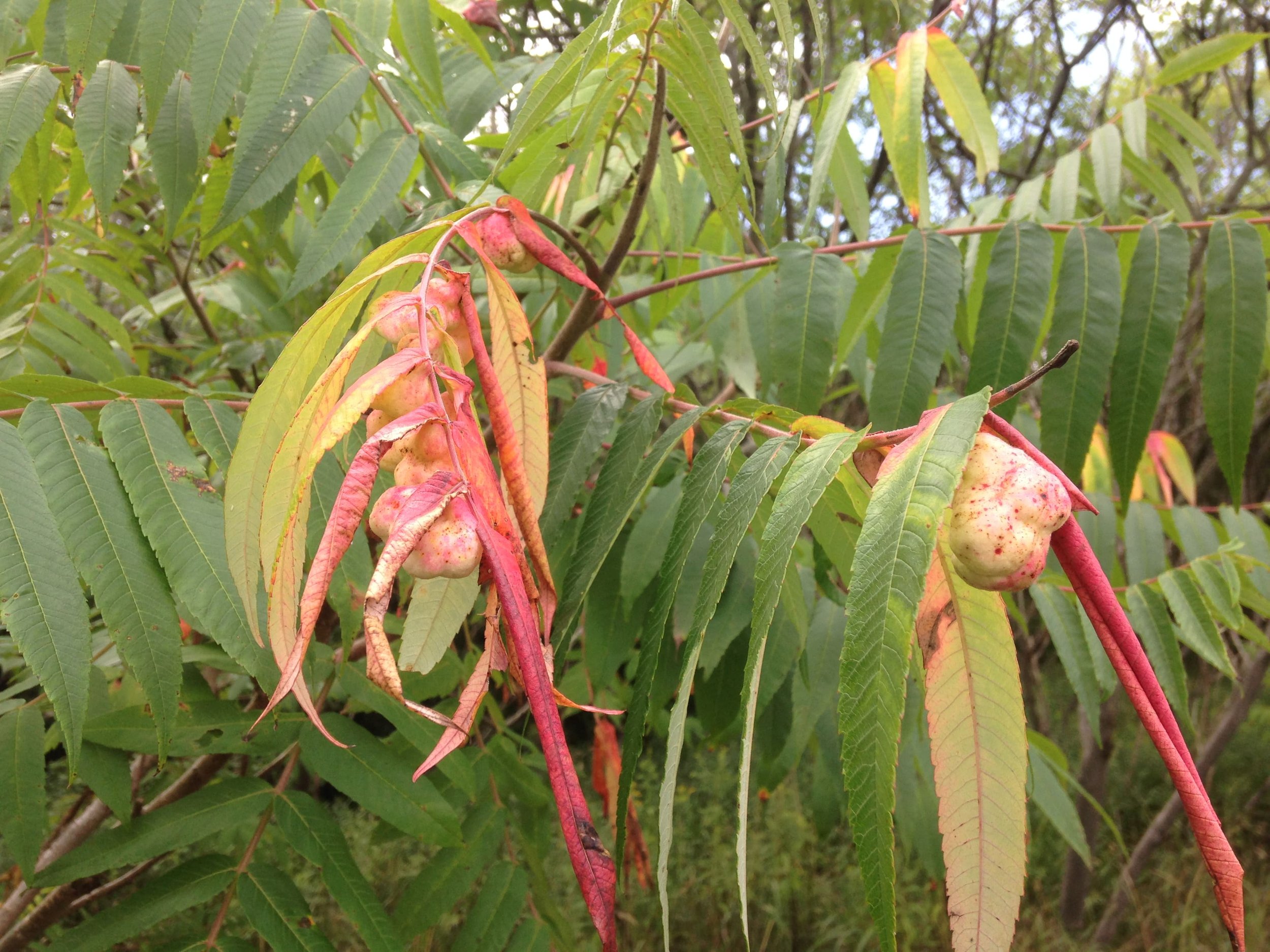 Exploring Some Staghorn Sumac Galls