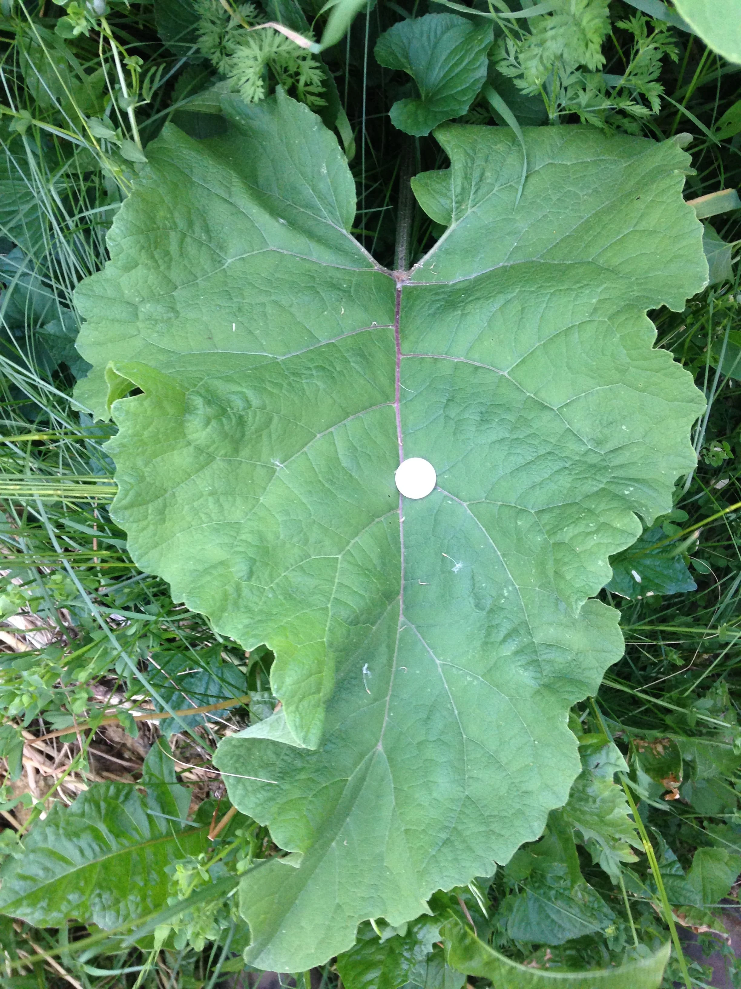 Common Burdock — to know the land