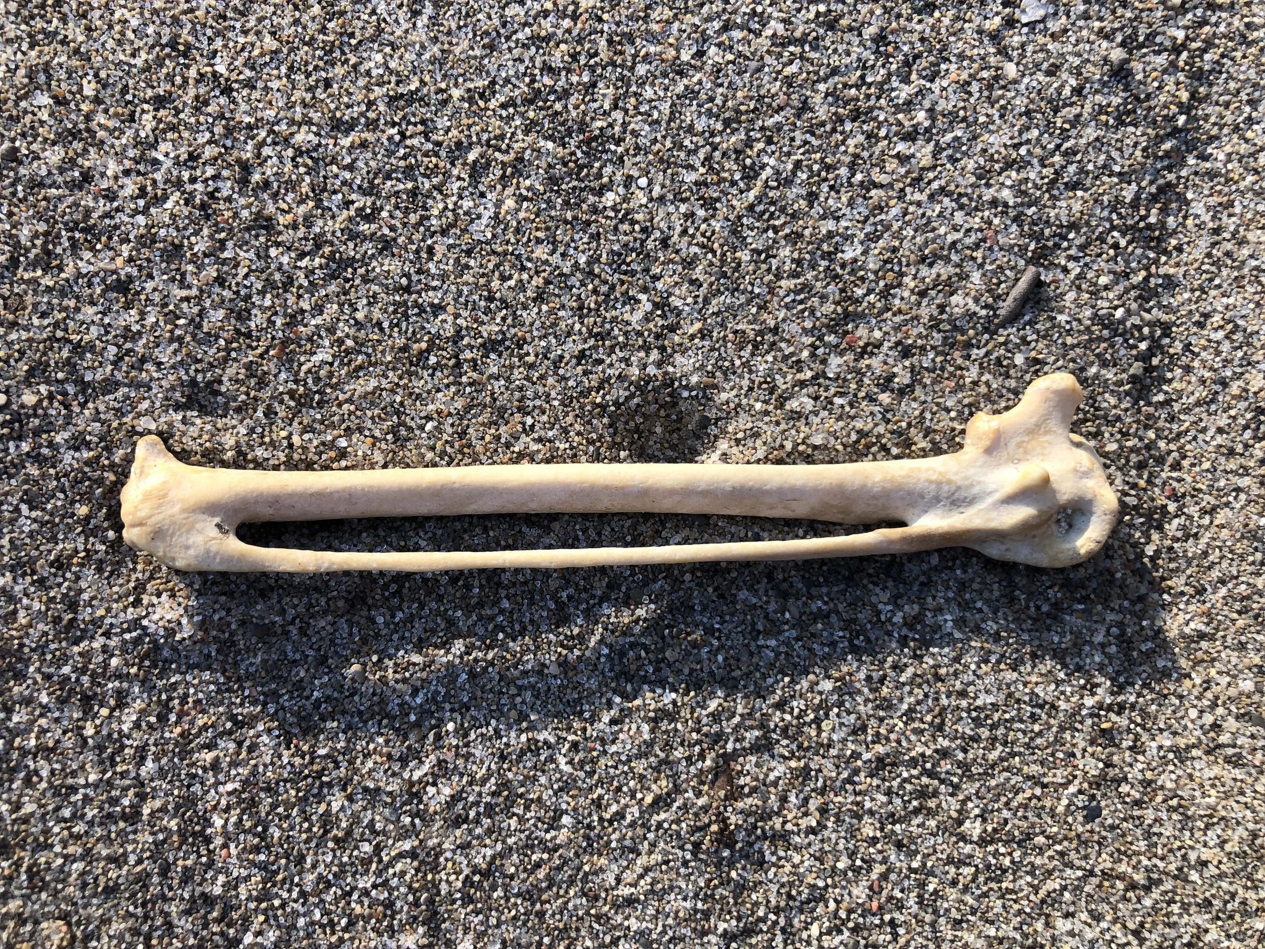 I Found A Carpometacarpus