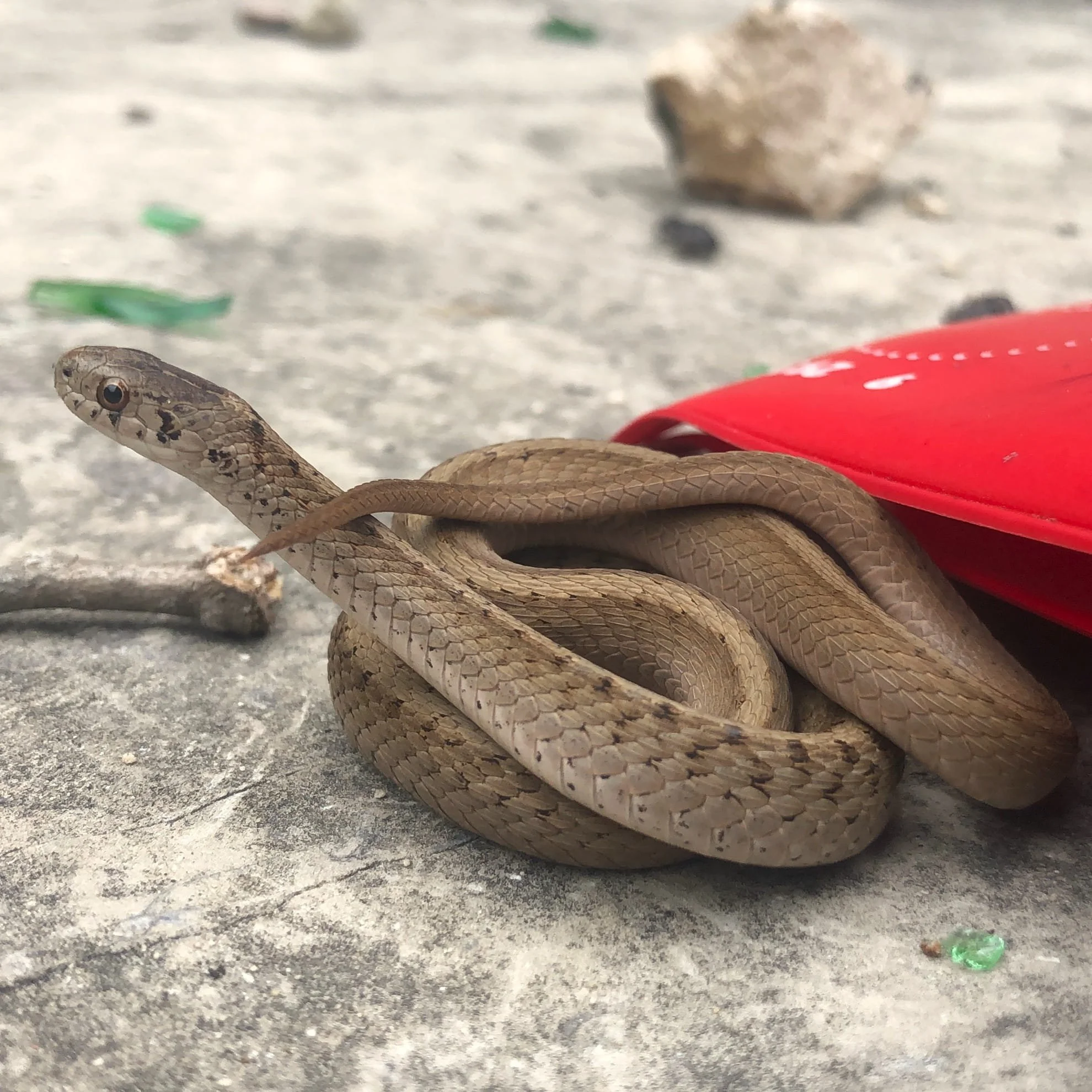 Ep. 283 : Hibernacula and Brown Snakes