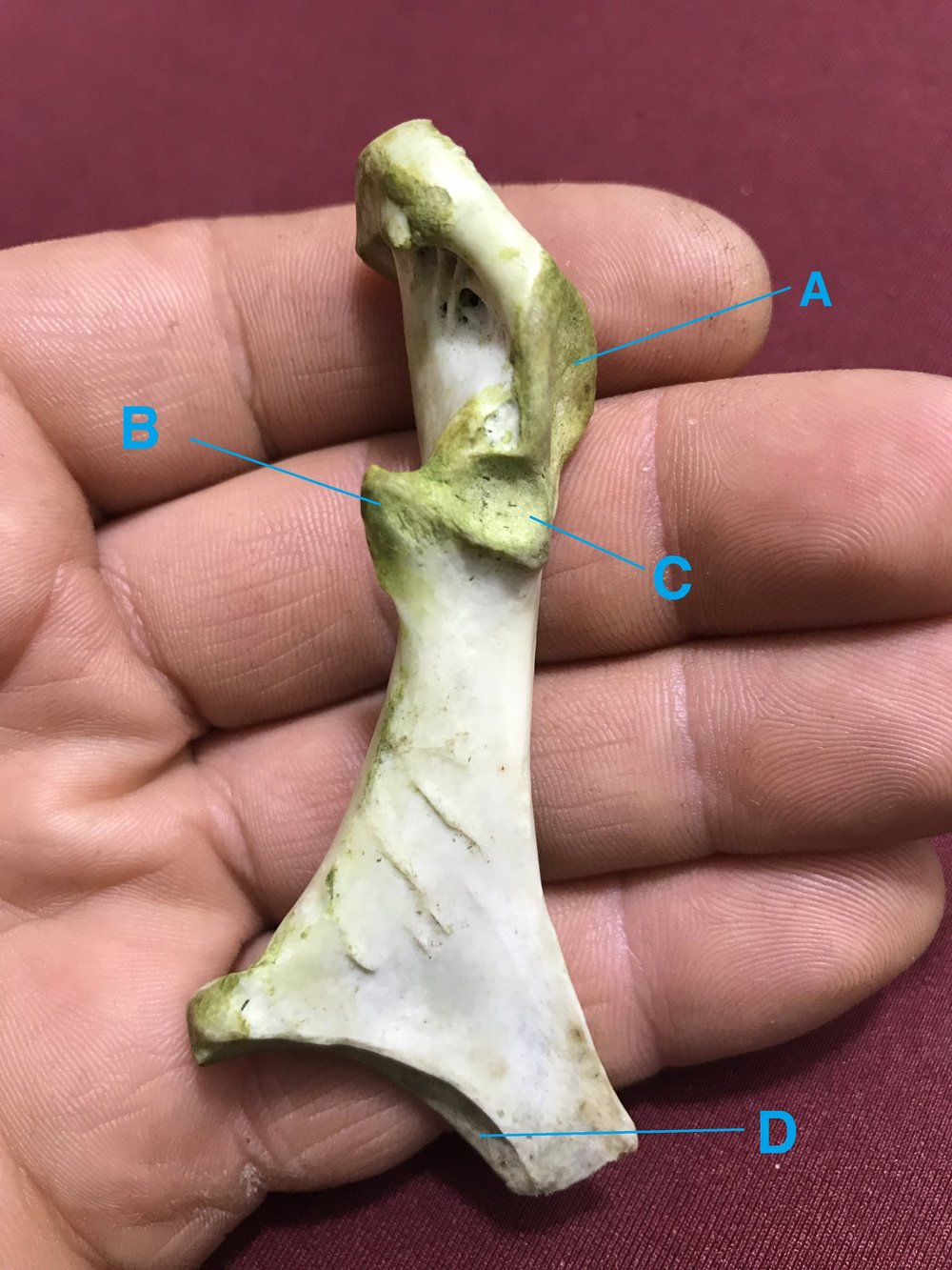 Canada Goose coracoid