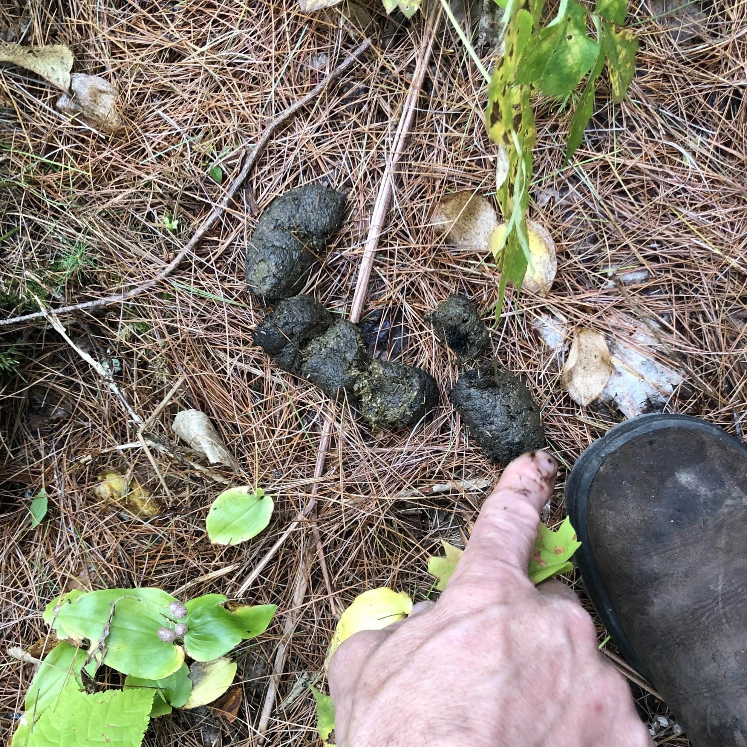 Ep. 275 : Once Upon a Black Bear Scat