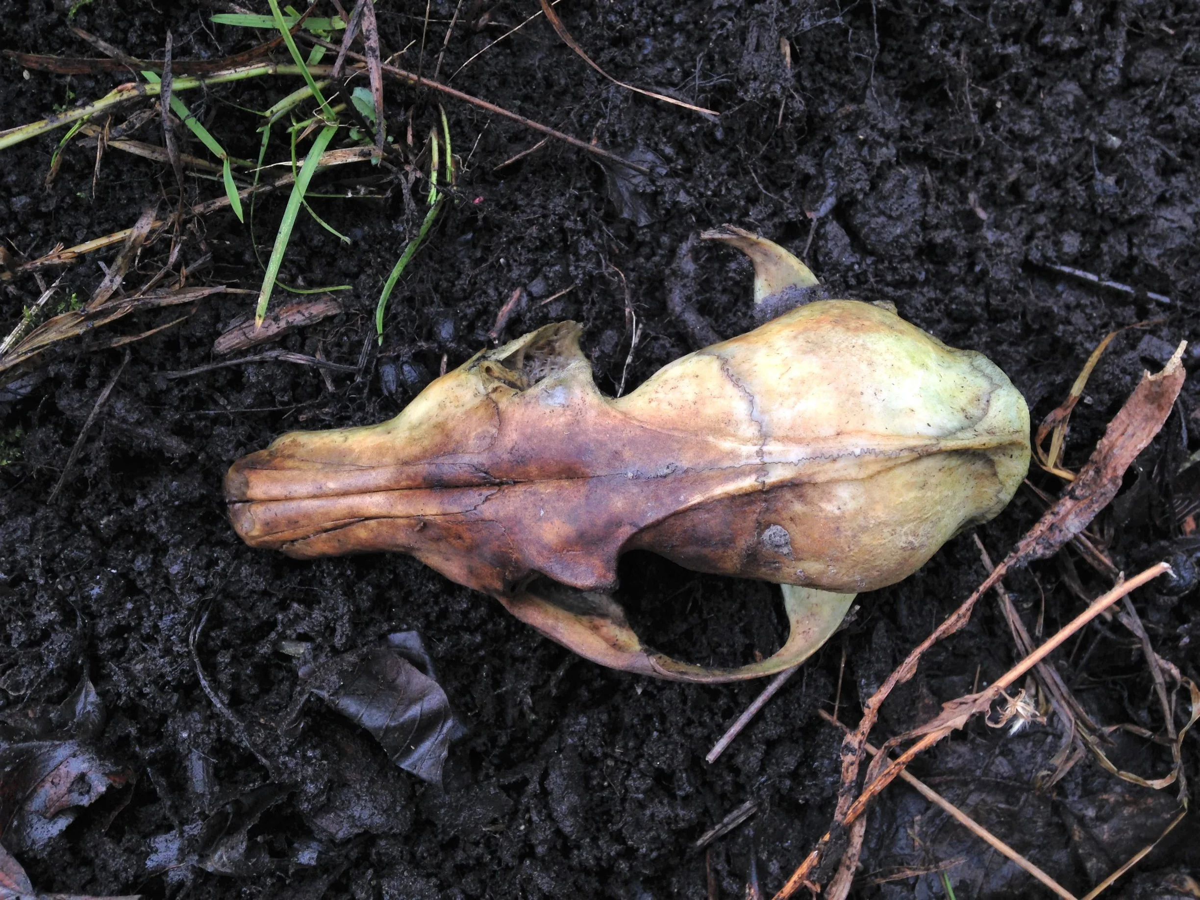 Fox Roting Skull Determining The Difference Between Red Fox and Eastern Coyote Skulls ...