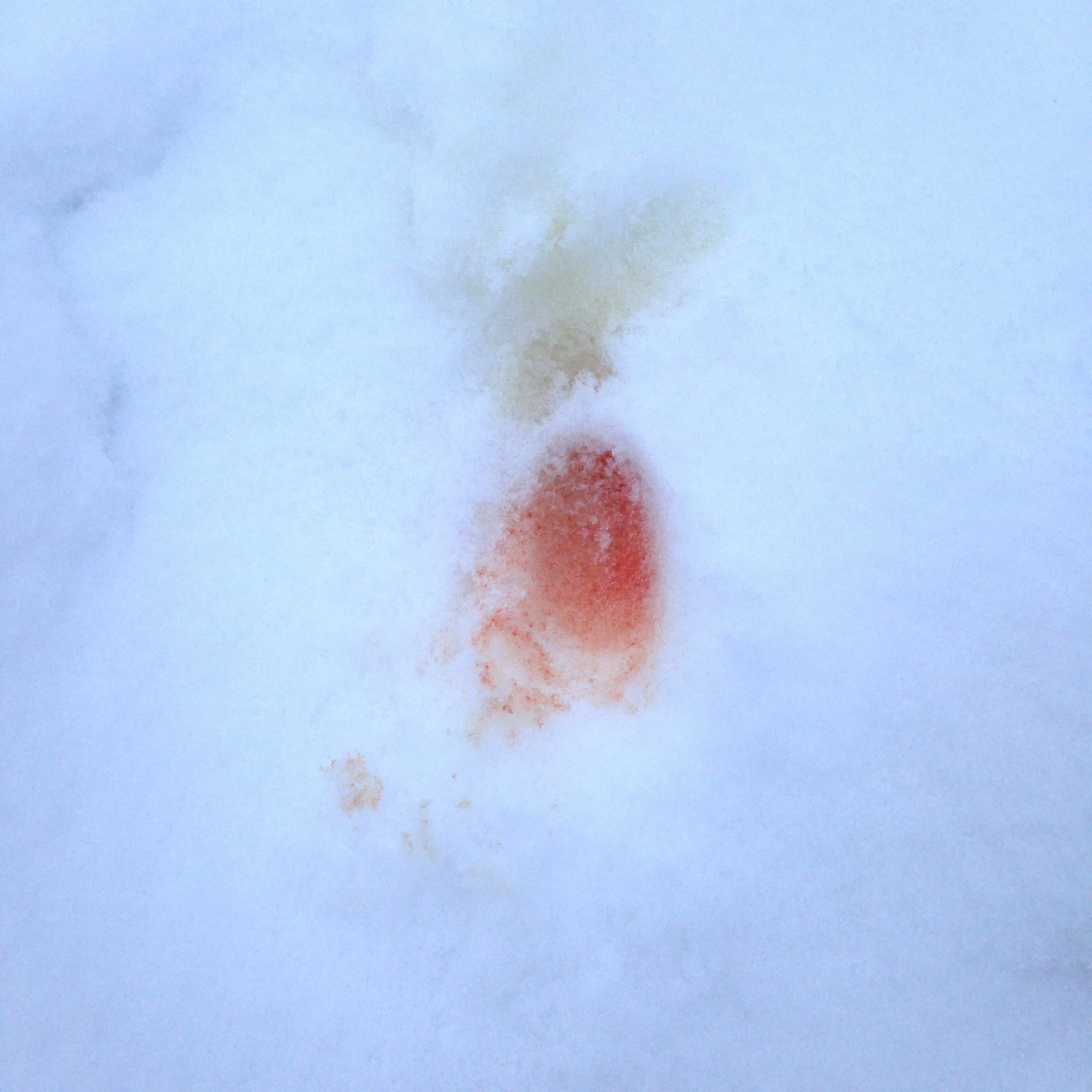 Ep. 234 : Courting Behaviours of the Eastern Coyote