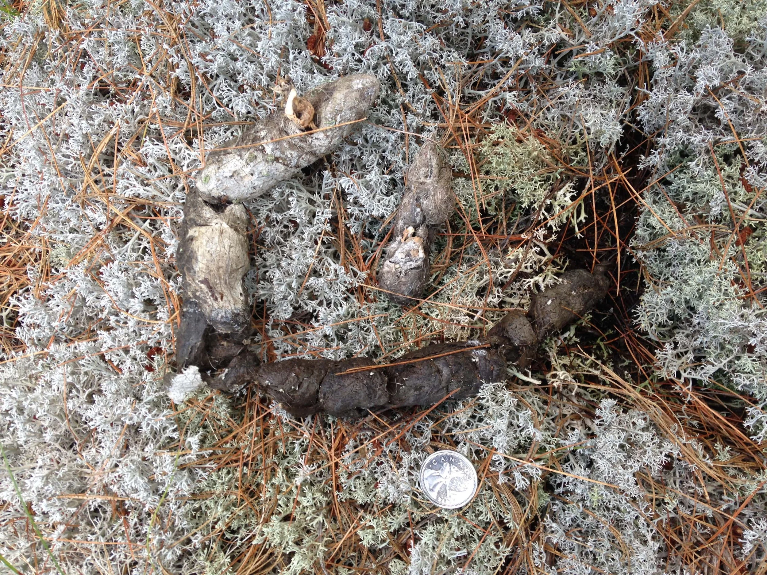 Some scat from Point Grondine