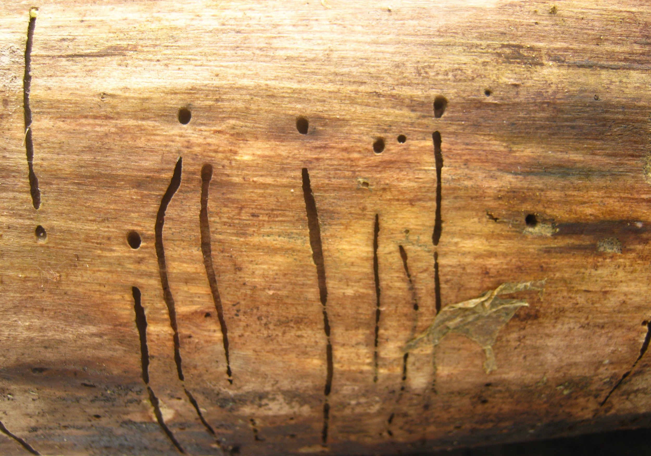 Sapwood Timberworm Beetle : A mystery solved.. finally!