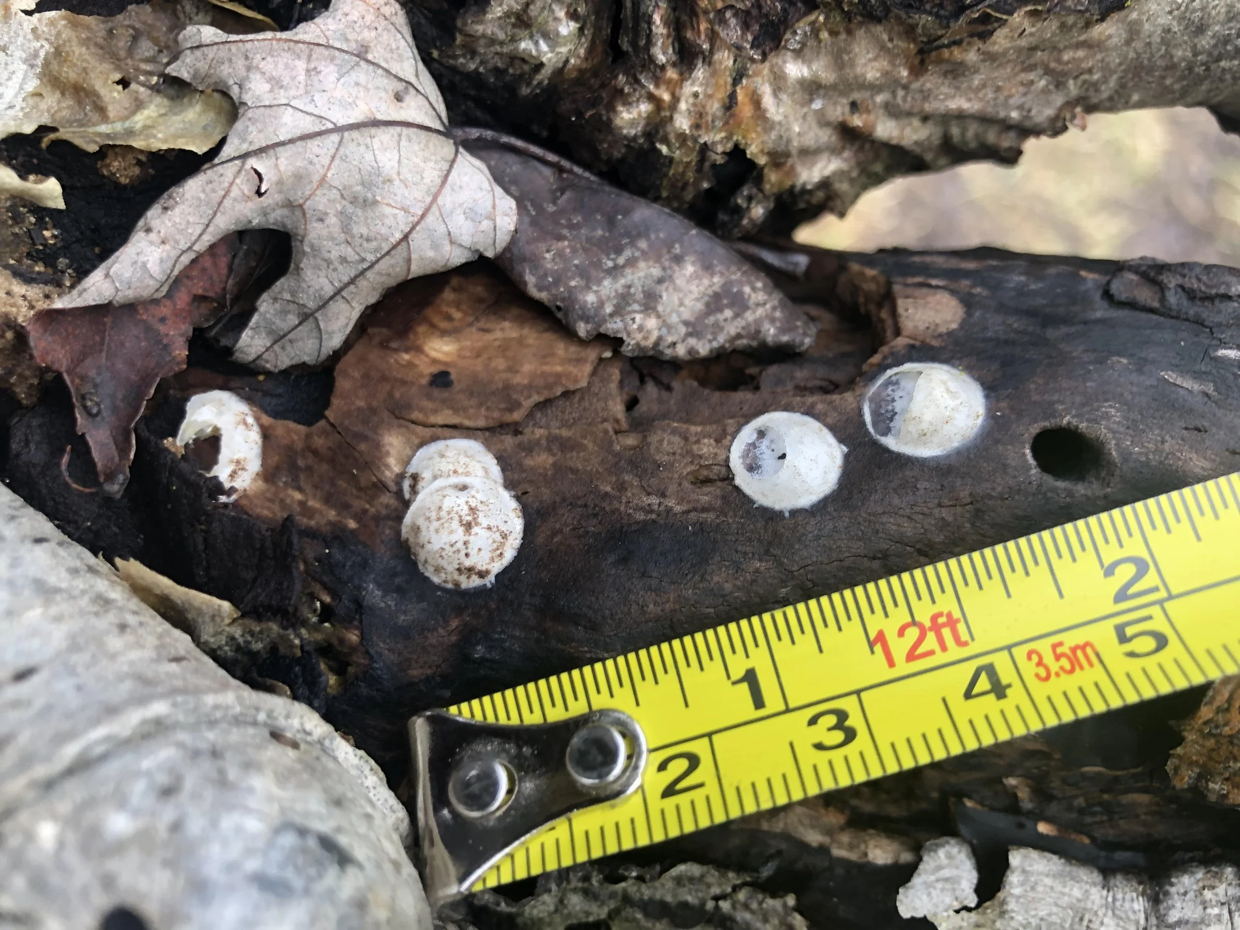 Ep. 260 : New Year, New Egg Case
