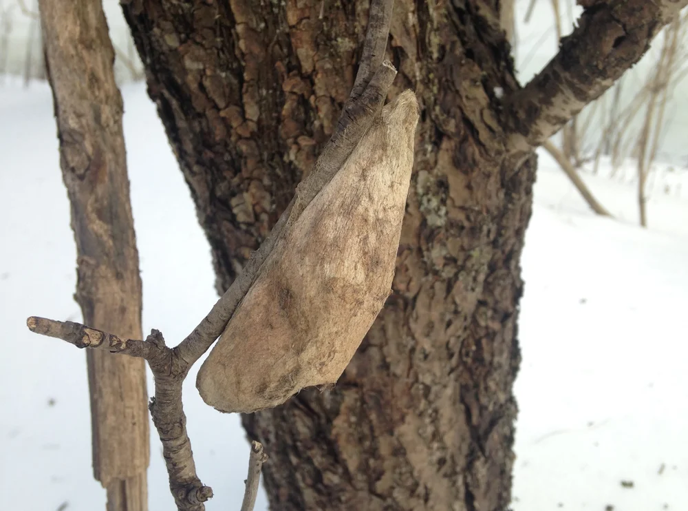 2023.02.24 Eramosa River trail