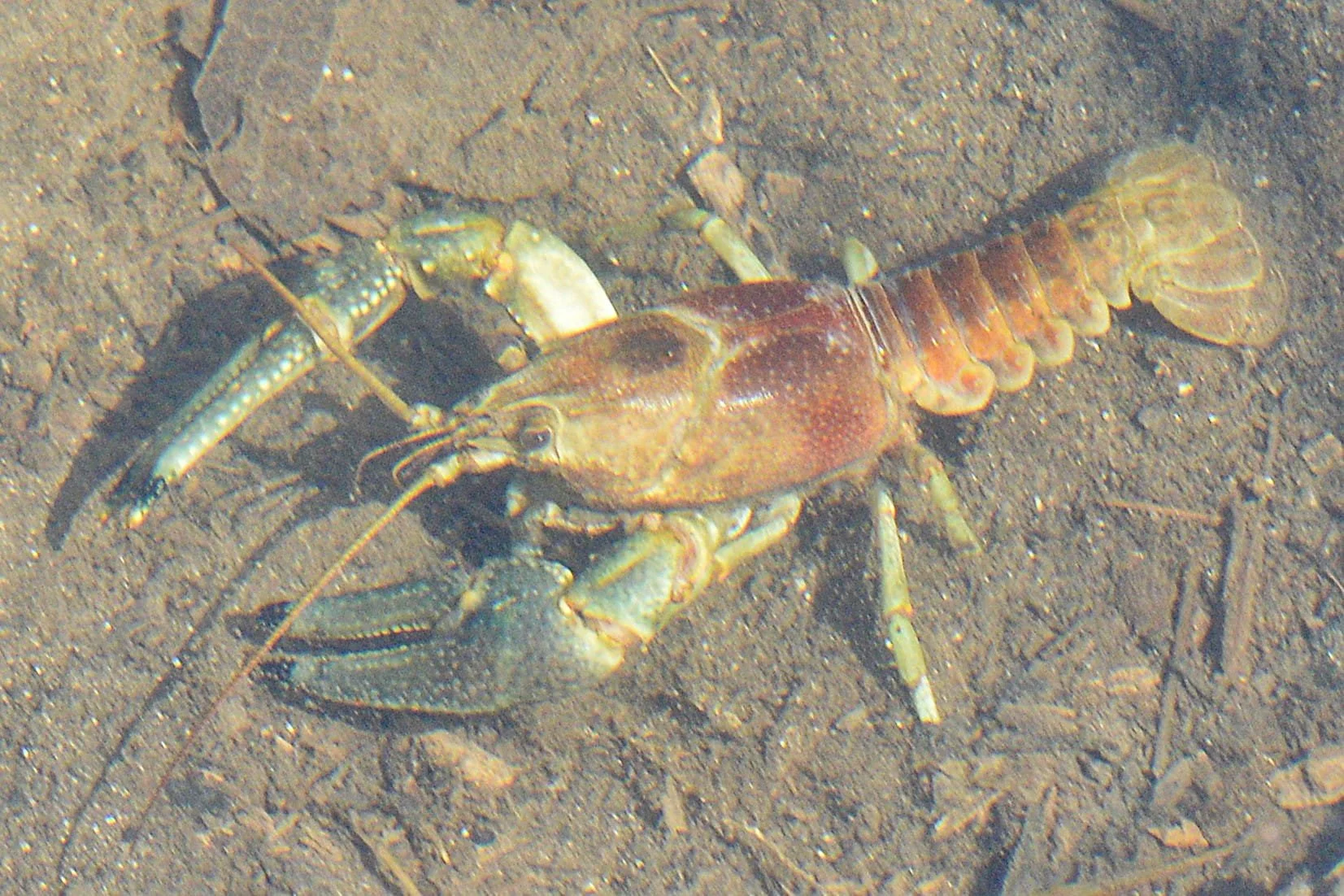 Rusty_Crayfish_(Faxonius_rusticus)_-_Guelph,_Ontario_2020-04-08_(06) edit twice.jpg