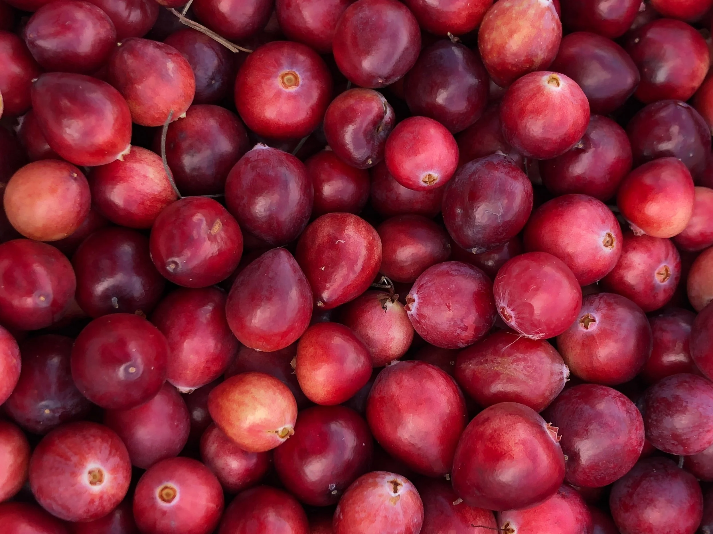 Ep. 289 : Wild Cranberry Harvest