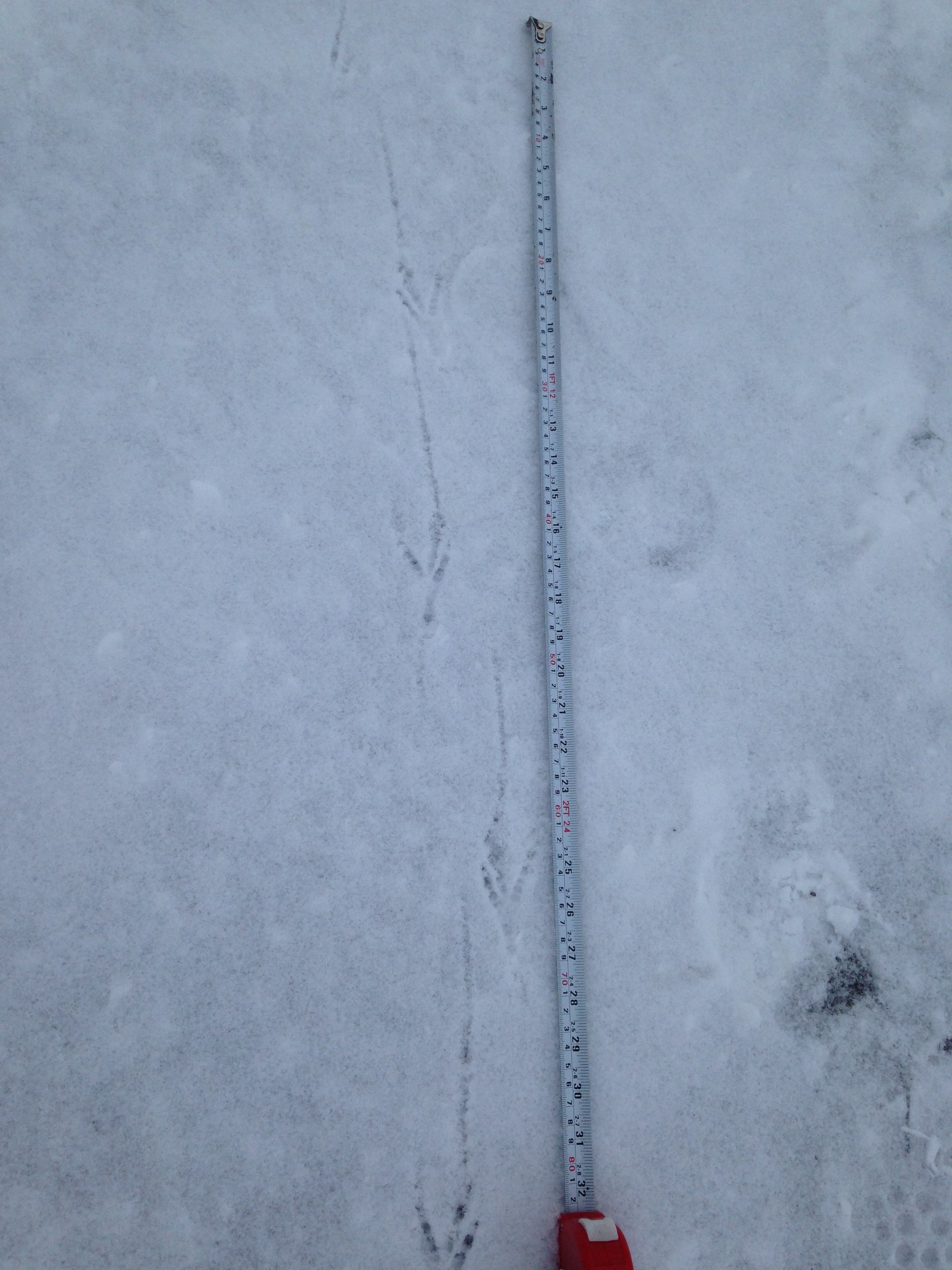 Trail @, with 9 cm track lengths, and ~22 cm stride length