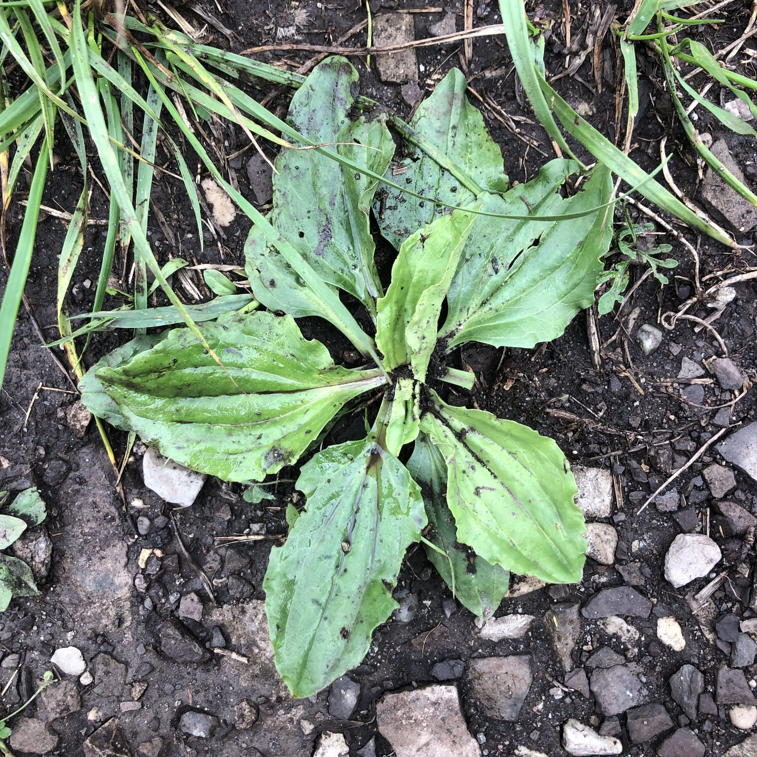 Ep. 286 : Considering Plantain 