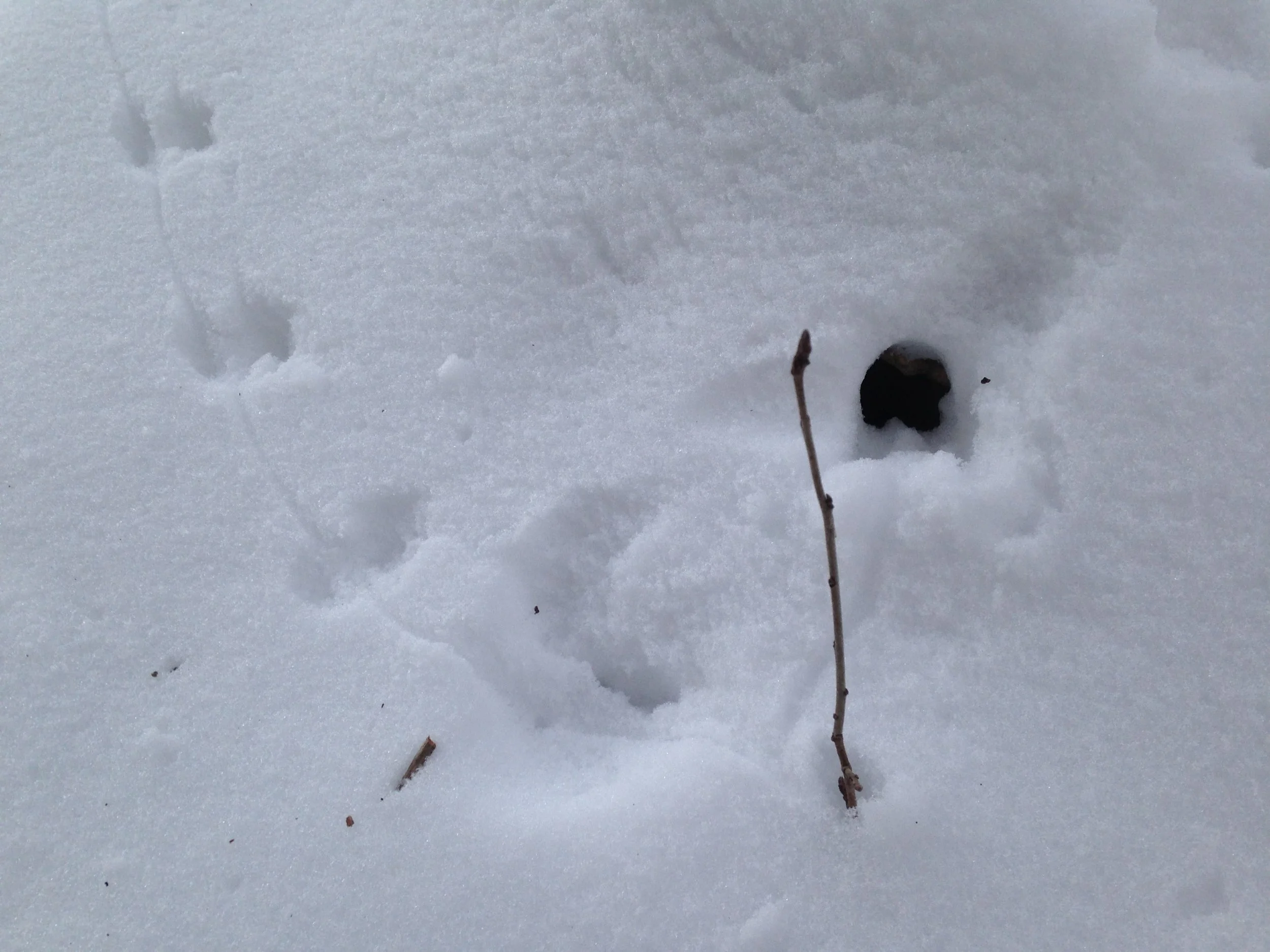 Ep. 182 : Deer Mouse and Song Sparrow