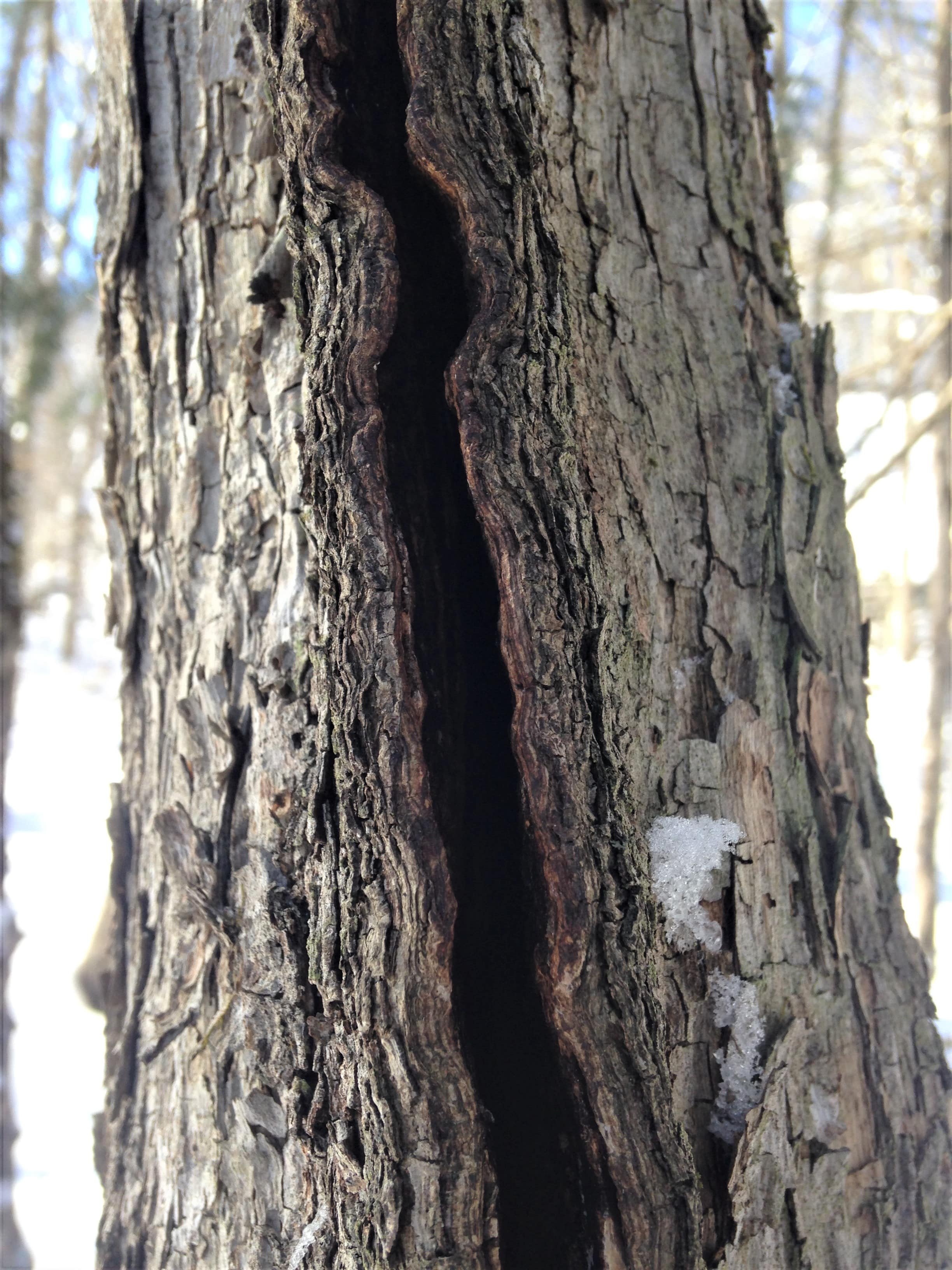 Frost Cracking