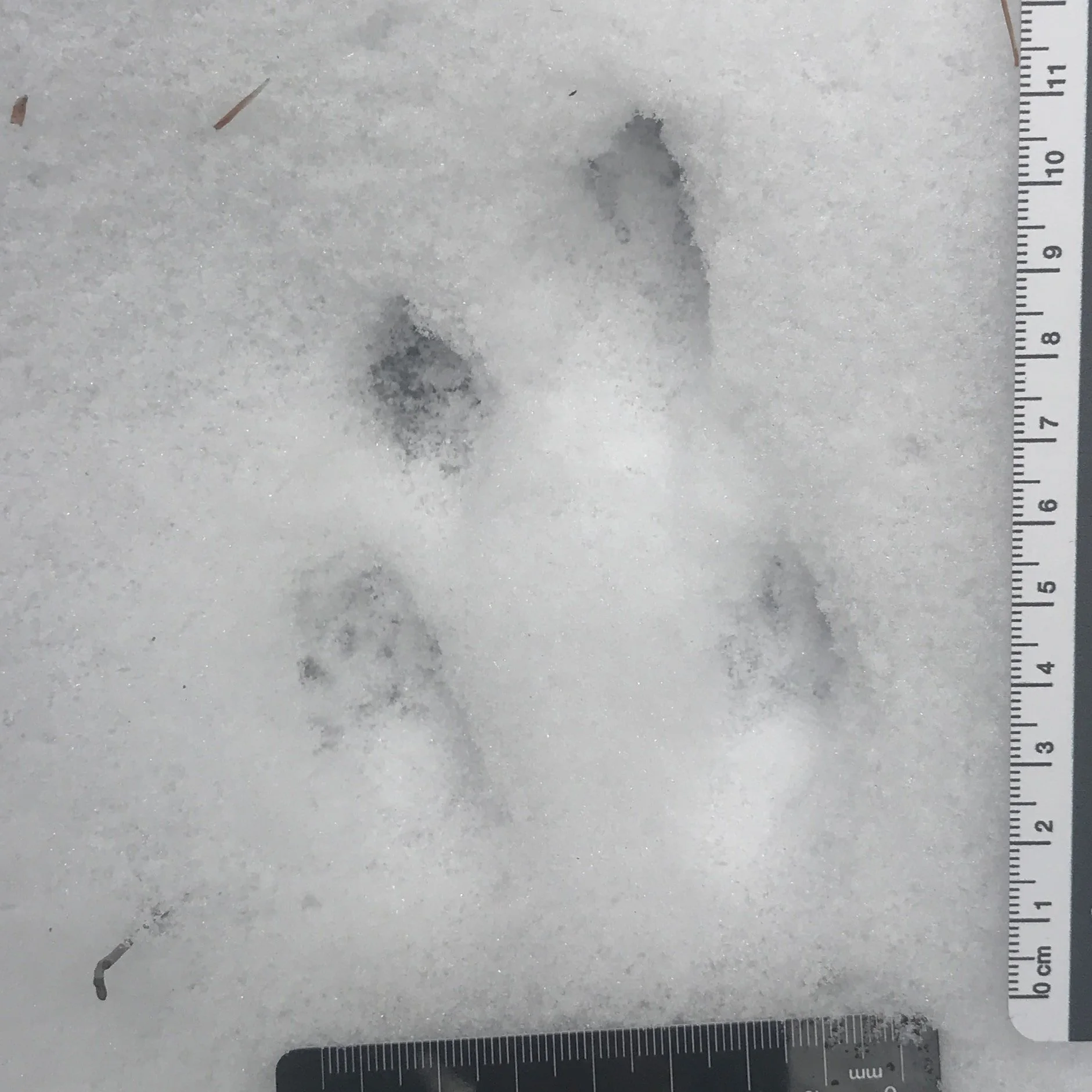 Ep. 278 : Getting to know Southern Flying Squirrels