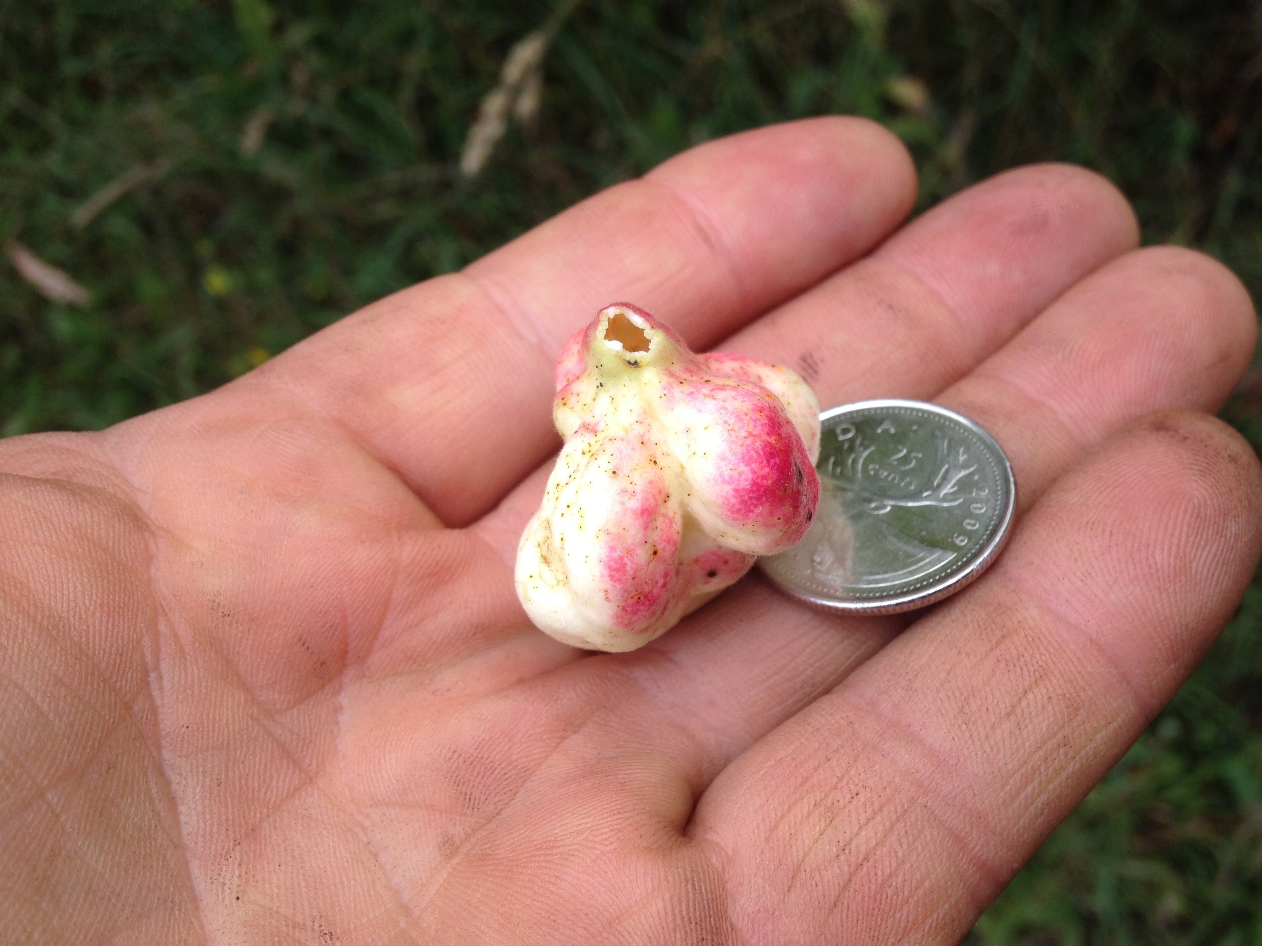  A gall I broke off from the leaf stalk. Coin is 23.88 mm in diameter. 