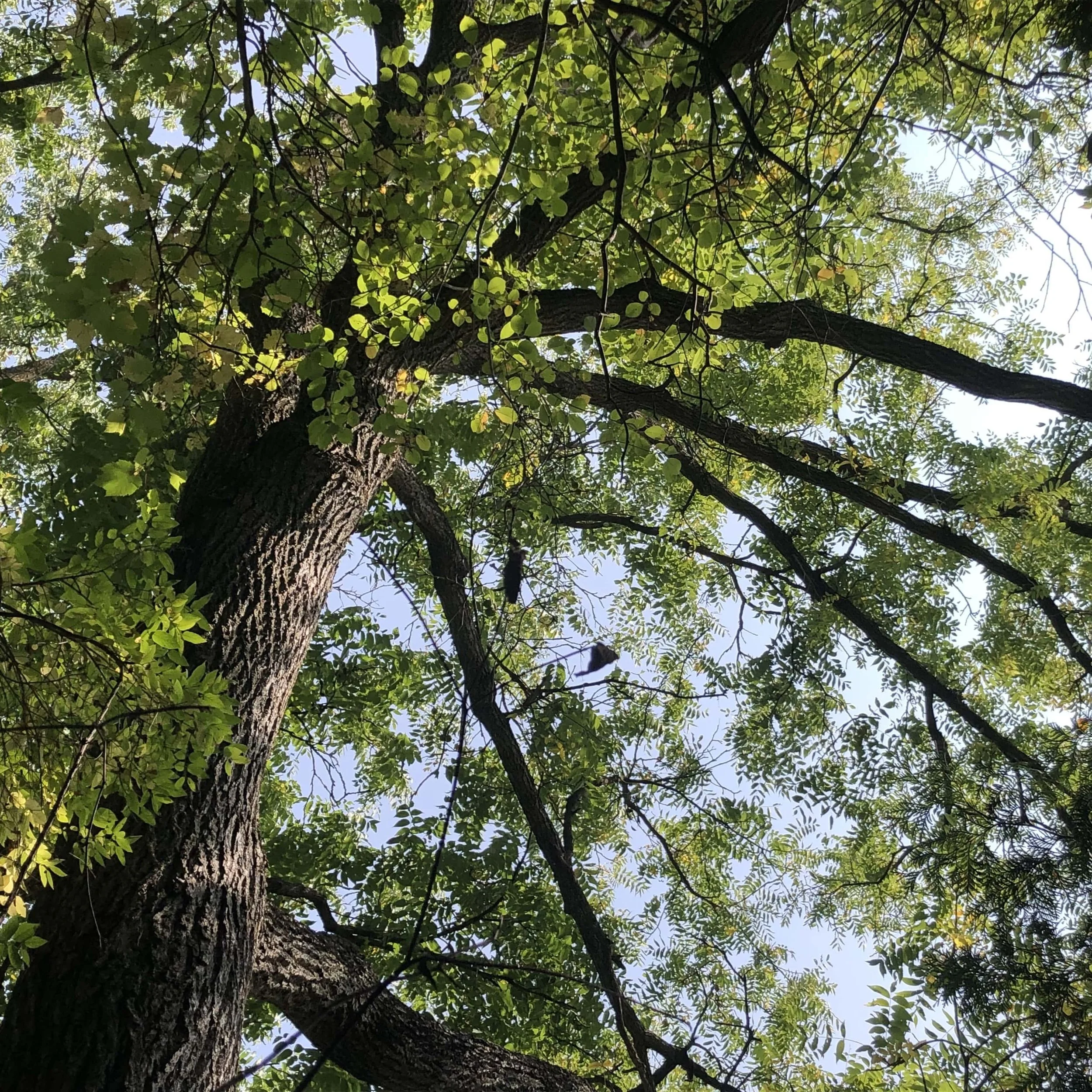 Ep. 274 : Black Walnut, again.
