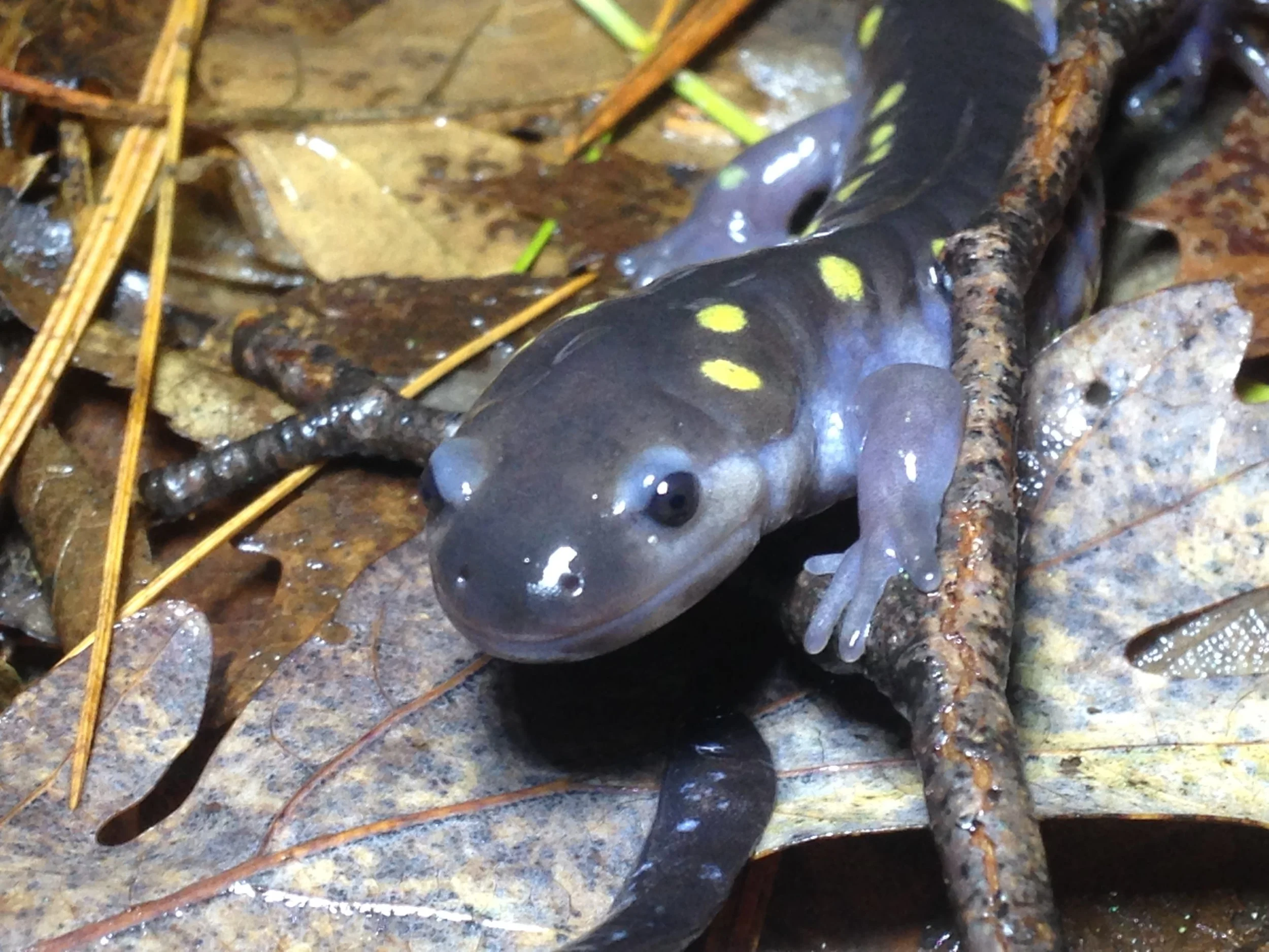 282 : Spotted Salamander Migration