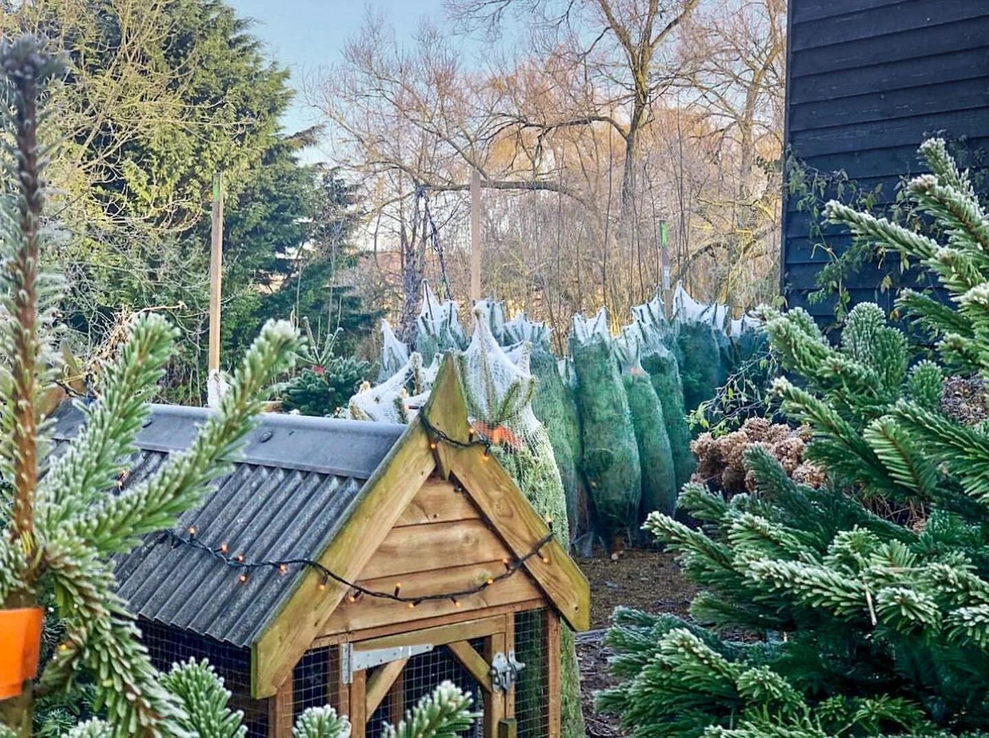 🎄🎅🏼The Christmas trees are here!
🎄🦌Once again we&rsquo;ll be selling lovely Nordmann non-drop
Christmas trees from this Saturday throughout
December (or until we sell out!) &amp; The Willow Trees cafe will also be open for cakes and coffee for t