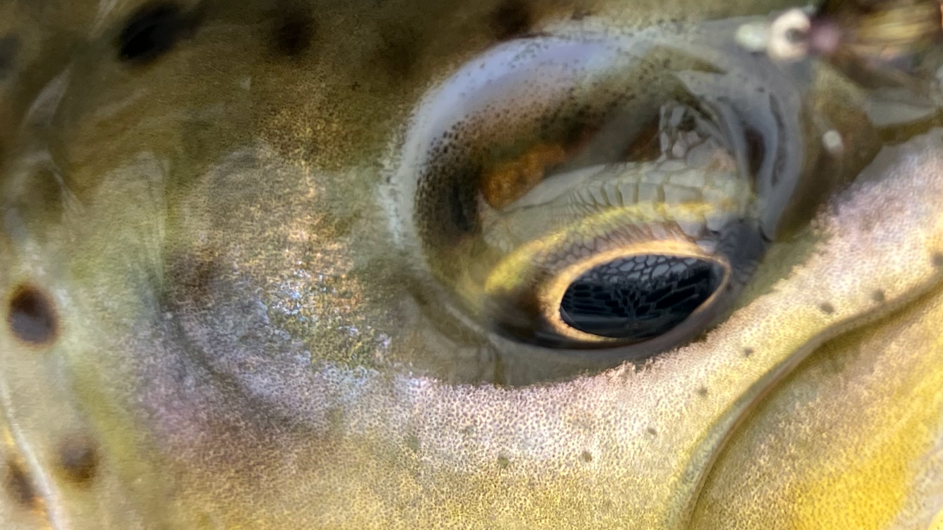 NYSDEC/PFBC Working in Partnership to Study the Upper Delaware River Tailwater Fishery