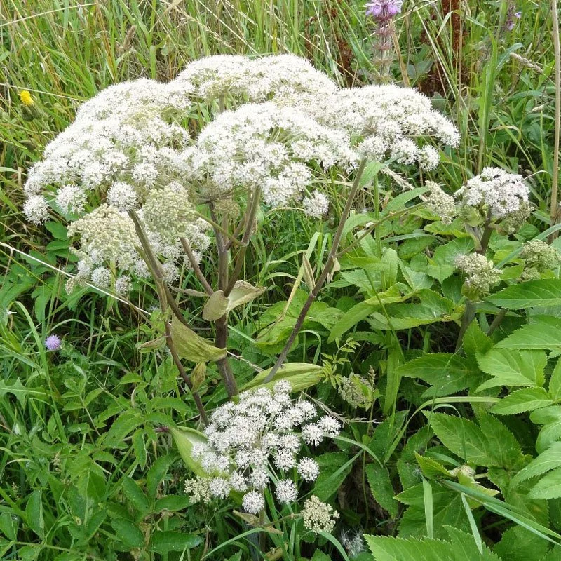 HERBS-078.jpg