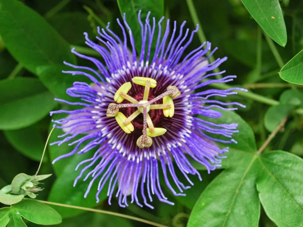 Passiflora-incarnata-Purple-Passion-Flower1.jpg