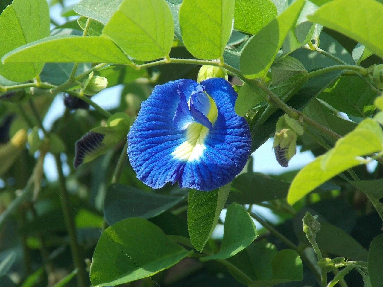 clitoria-ternatea-1738521_1280.jpg