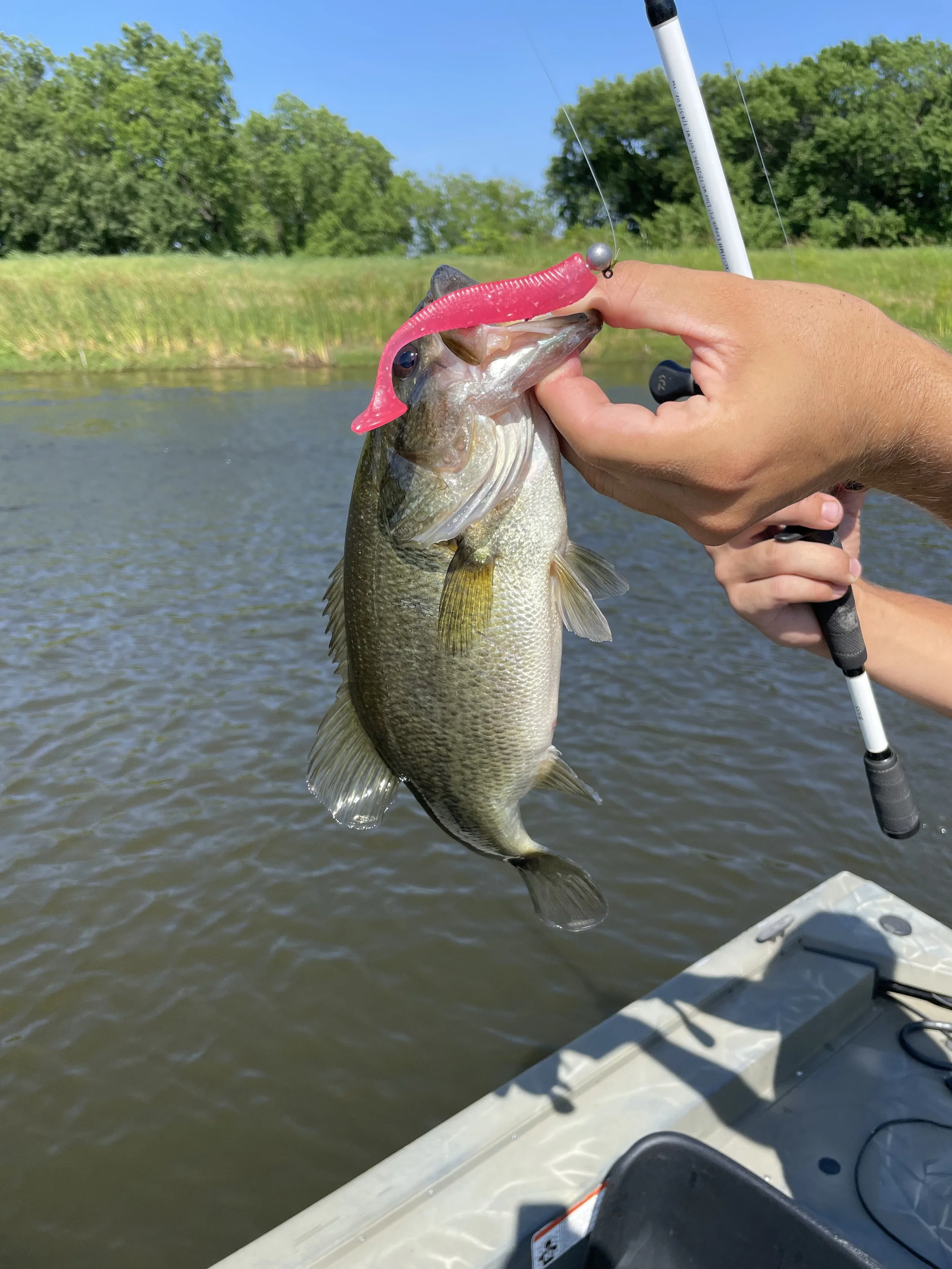 A person holding a largemouth bass with a fishing line and a pink lure, on a boat with water and trees in the background.