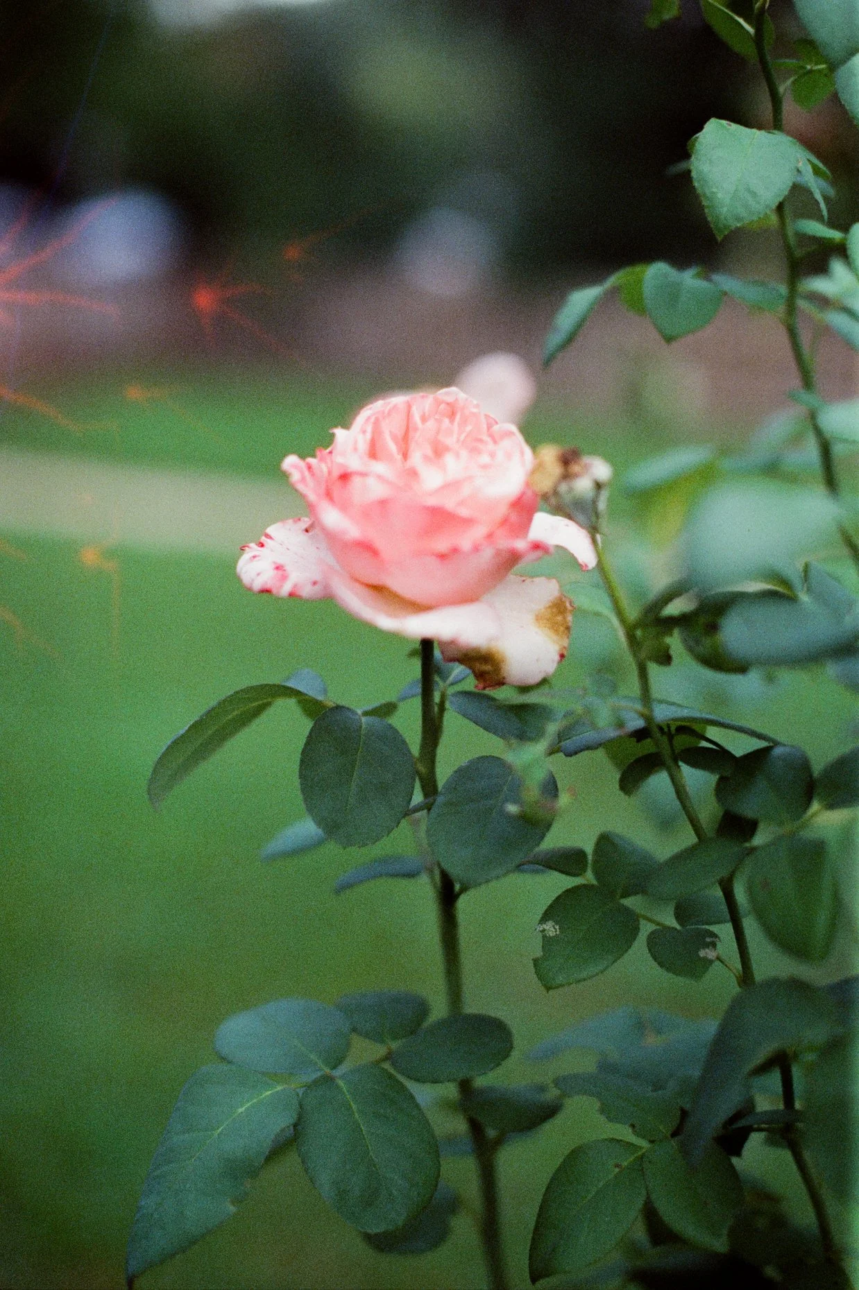 35mmfilm-18.jpg