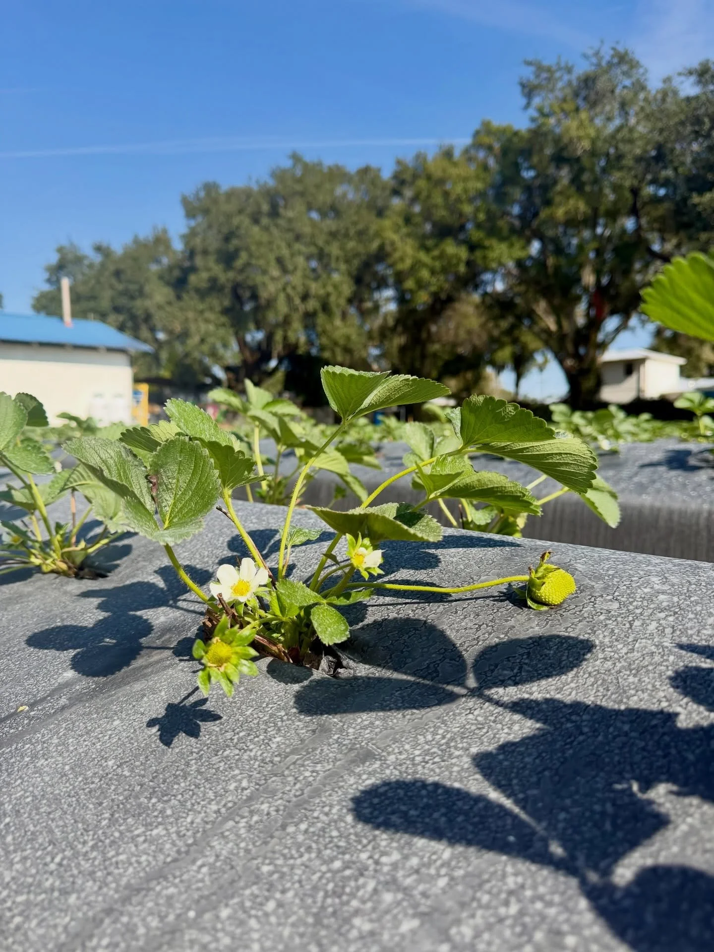 The strawberries are starting to flower and you know what that means&hellip;U-Pick season is right around the corner! 🍓🌱

🚜Farm Fact: Once a strawberry plant starts to flower, it takes about 28 days for the fruit to ripen.