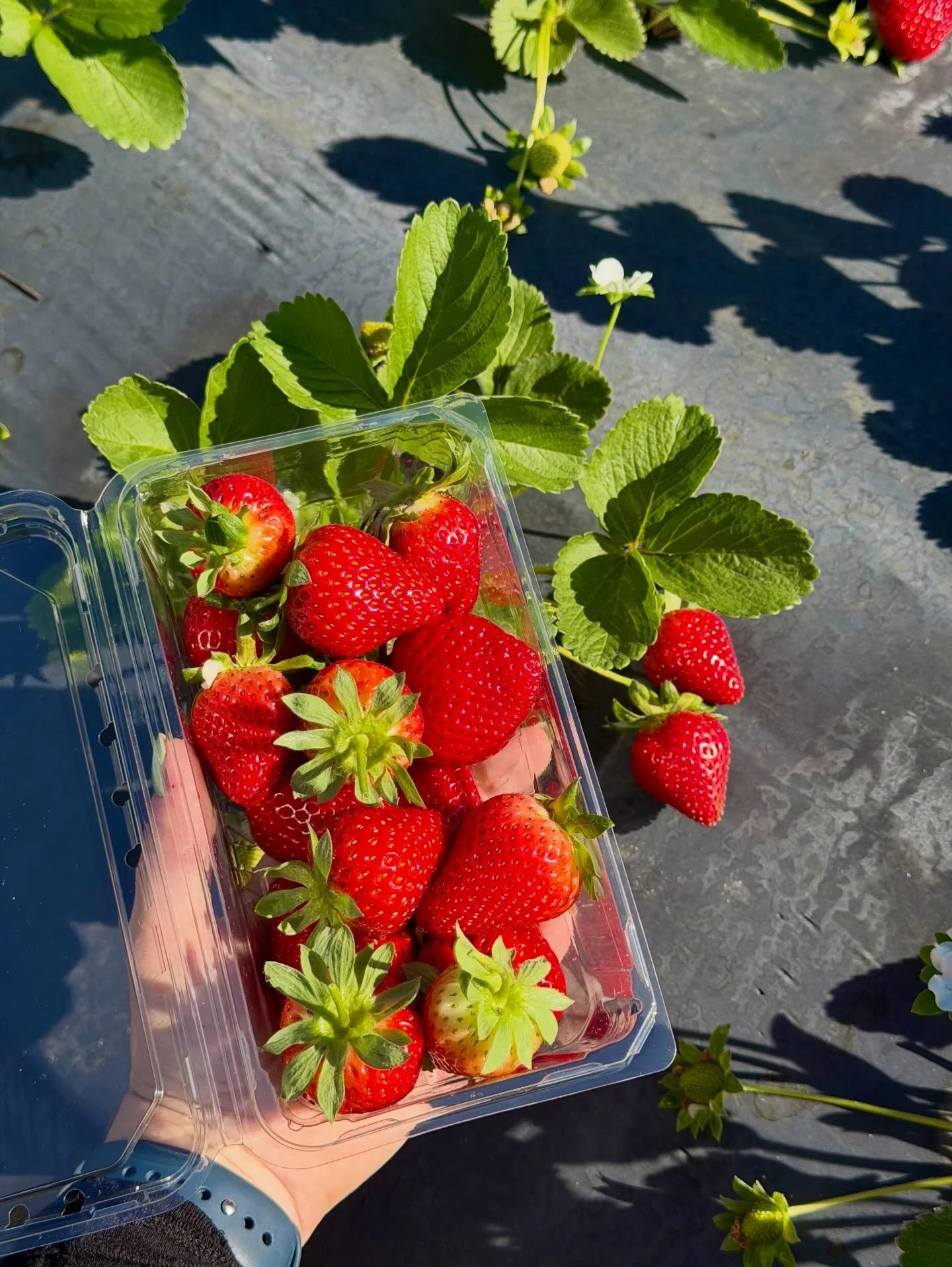 Strawberry U-Pick is HERE! 🍓What better treat to bring to your holiday table than fresh-picked Florida strawberries?

🍓 $5 per 1lb clamshell (we provide the container!
🫶🏼available while berries last