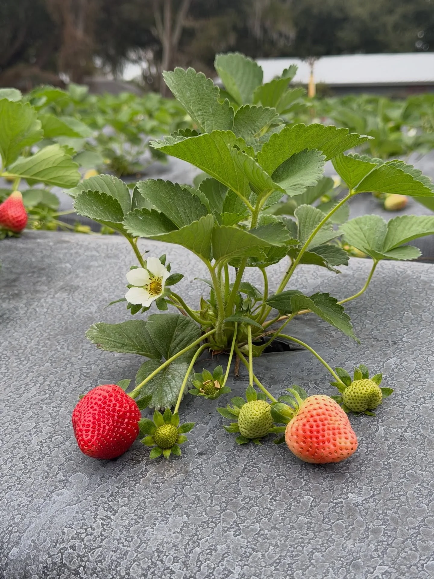 🍓 The Stages of a Strawberry. From flower to fruit, watch the magic of a strawberry grow!

❄️Fun Fact: Strawberries are able to self pollinate and colder weather makes strawberries sweeter by boosting their natural sugars.