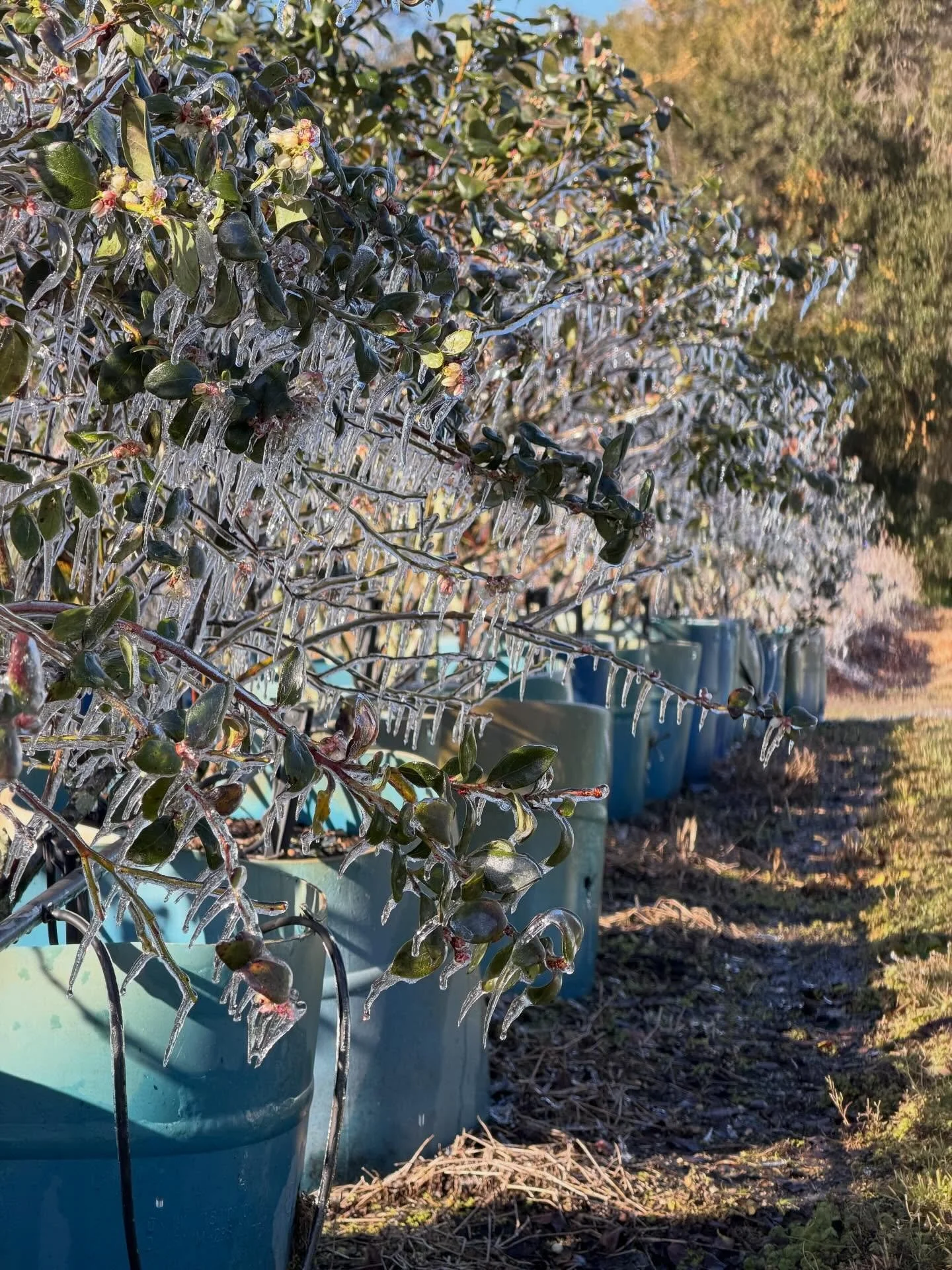 Keeping our blueberries protected through this cold Florida weather ❄️

Praying for all the farmers having to protect their crops this season!
