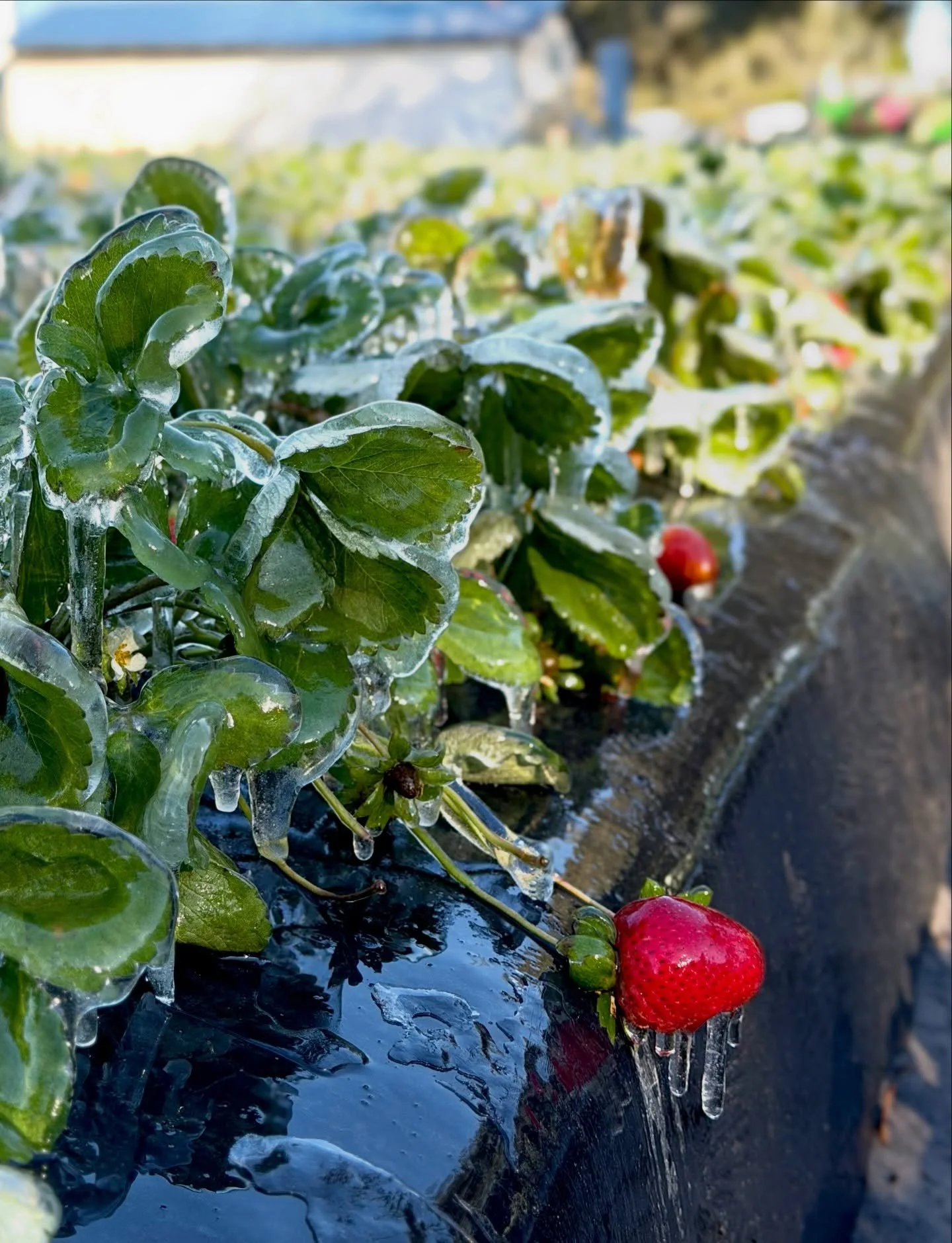 Happy National Strawberry Day!🍓They&rsquo;re a big part of what we grow and share here in Plant City. 

They go into many of the wines and ciders you know and love and play a role in so many of the memories we get to create with you and your familie