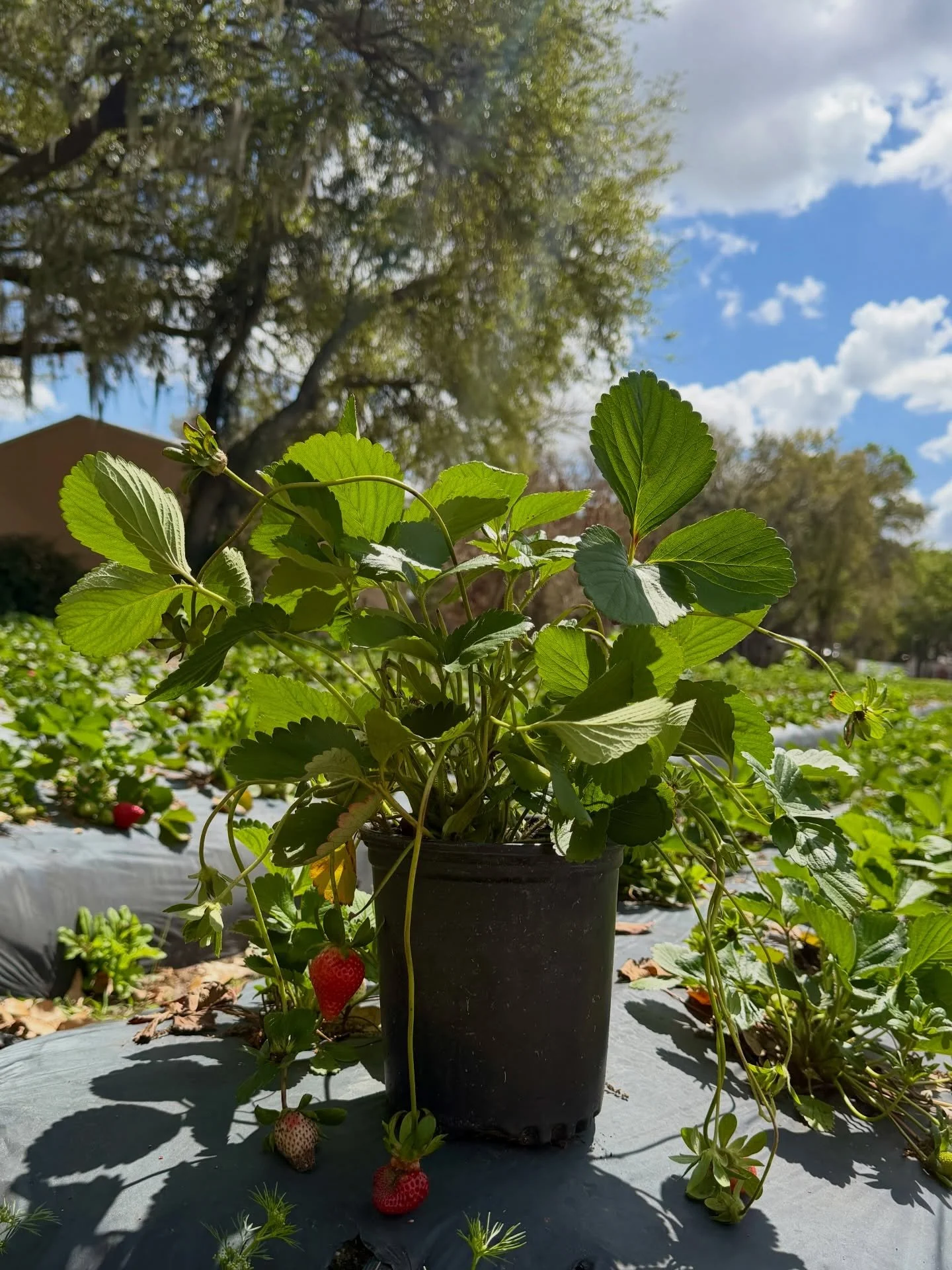 Take a little piece of the farm home with you 🍓Strawberry plants are now for sale for $5! Perfect for your garden, patio, or backyard. Take one home&hellip; or maybe two 😉