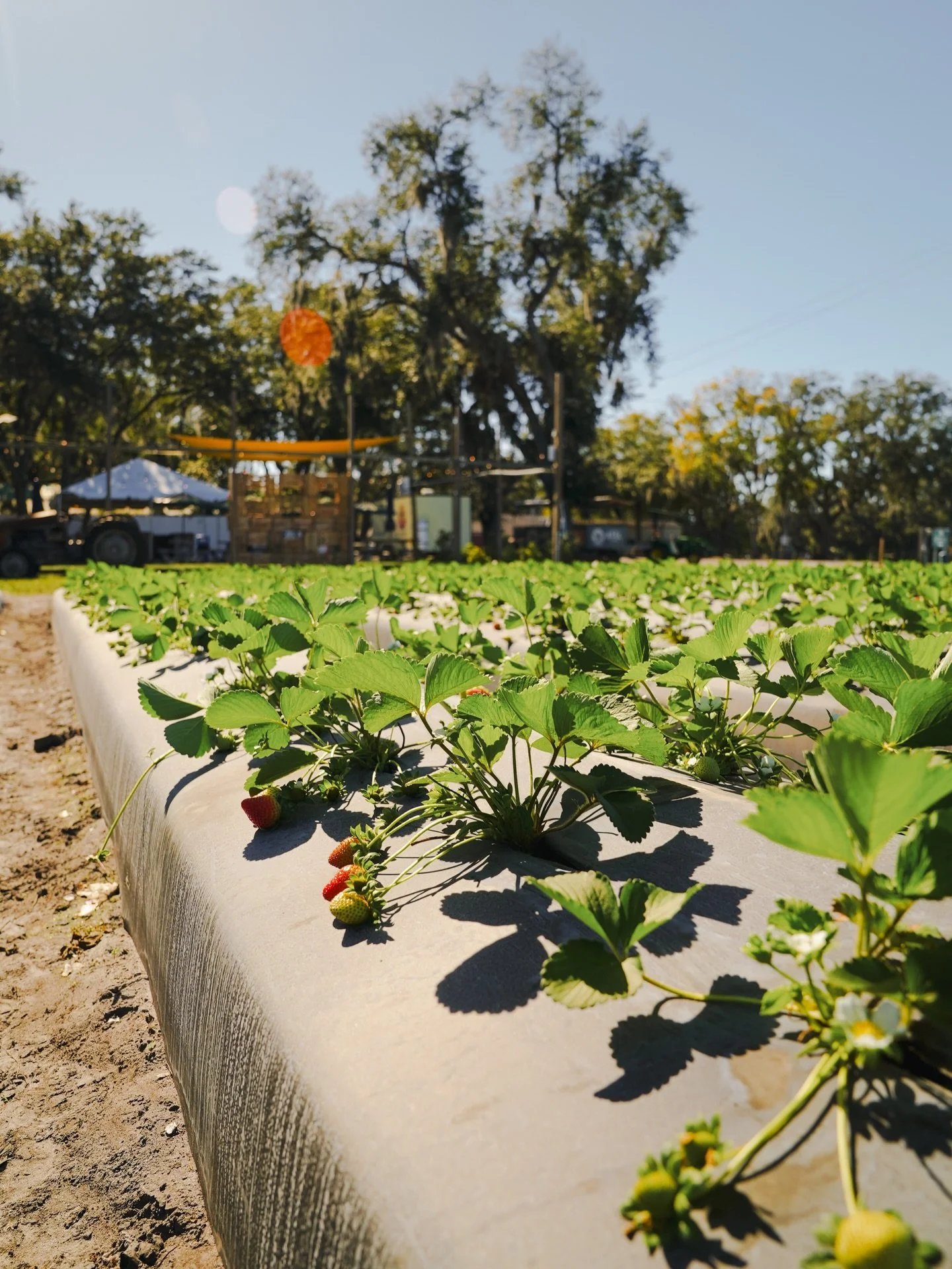 Happy St. Patrick&rsquo;s Day! Green looks good on you&hellip; and lucky for you, there&rsquo;s plenty of it to go around here at the farm.

Here are a few of our favorite green things around the farm. 💚