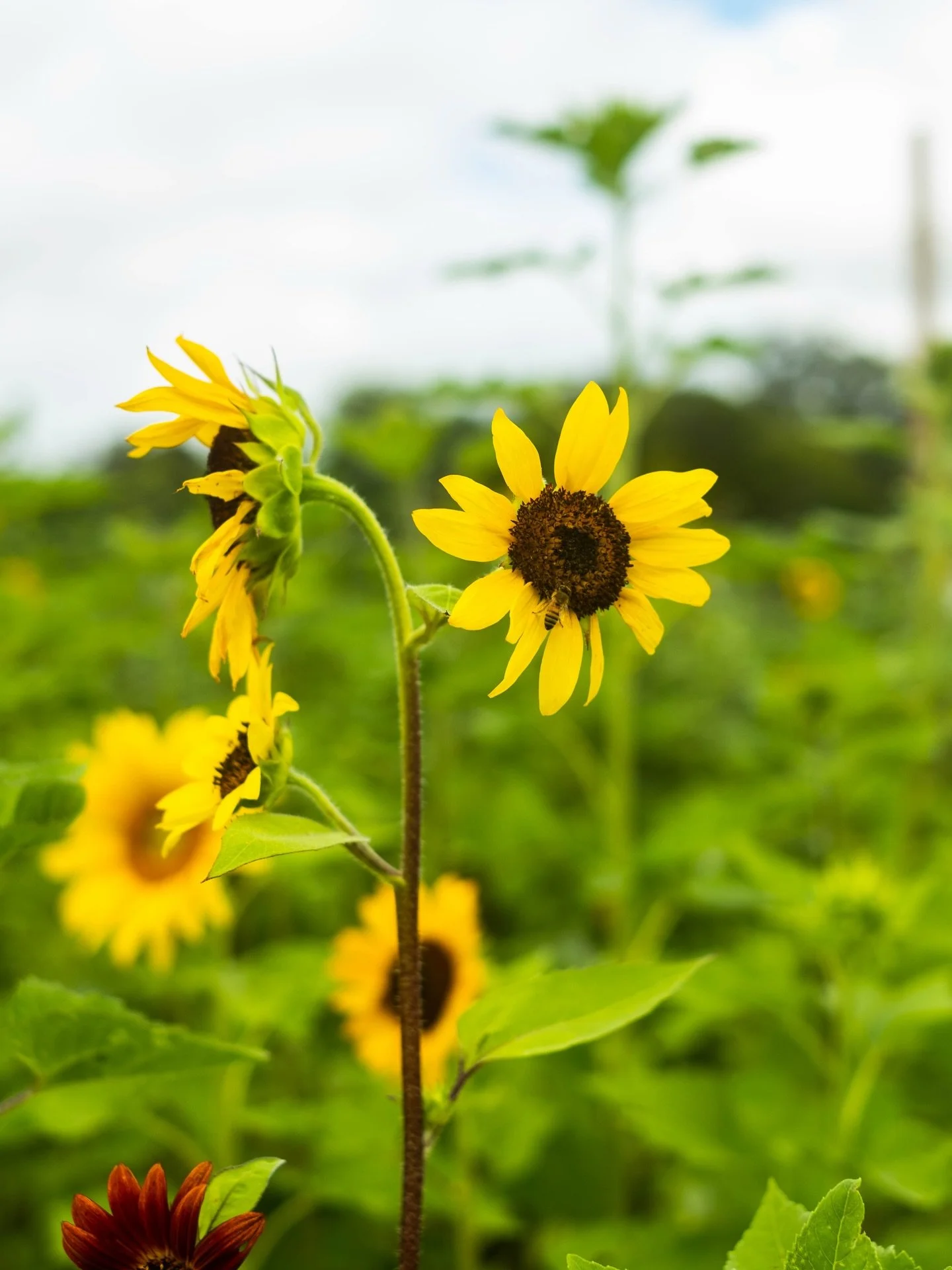 Happy First Day of Spring 🌸

The blueberries are ripening, the vines are starting to bloom, and our flower fields are right around the corner.