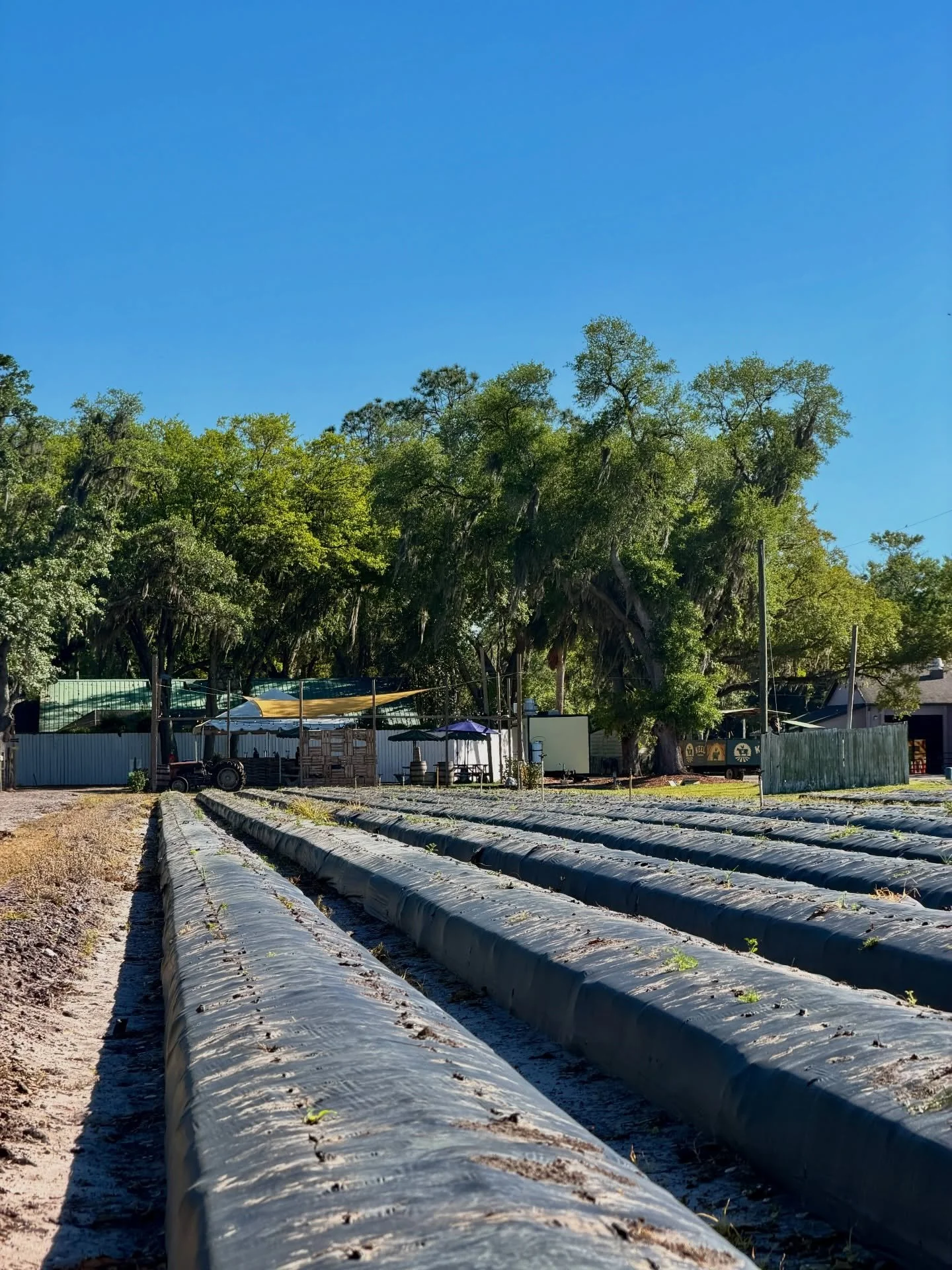 Strawberry season may be coming to an end at the farm, but we&rsquo;re prepping for something just as exciting. 

Can you guess what we&rsquo;re planting next? 🌱 We&rsquo;ll give you a hint&hellip;it&rsquo;s not blueberries. 

#plantcity #keelfarms