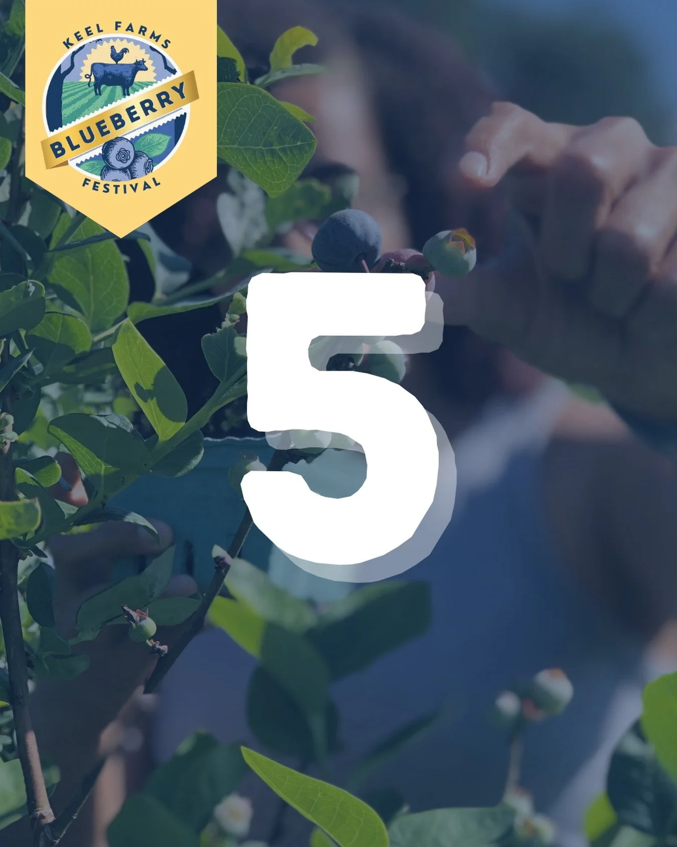 5 DAYS UNTIL BLUEBERRY FESTIVAL 🌿🫐

Pick your own memories 💙Blueberry u-pick available each weekend while berries last. 

🗓️ Every weekend in April | 10AM&ndash;3PM (Closed Easter Sunday)
🅿️ Free admission | $10 parking

#blueberryfestival