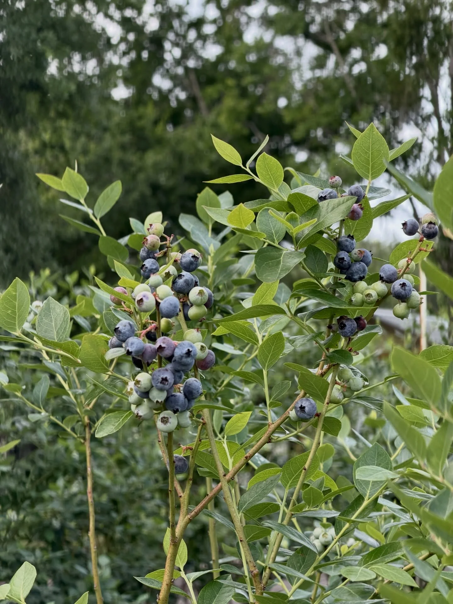 Did you know our farm is home to four unique blueberry varieties? 🫐🌿

🫐Emerald:&nbsp;the Florida standard! High-yielding with large, firm berries 🫐Jewel: Earlier season&nbsp;with&nbsp;berries that start a little tart and sweeten as they ripen. 🫐