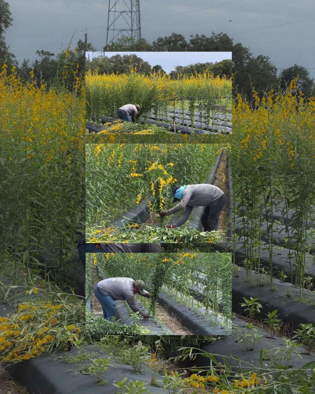 A little behind-the-scenes from the farm 🌱☀️ 

Our farm crew has been hard at work cutting back the sun hemp to give the zinnias planted in between more sunlight and room to grow.  Now it&rsquo;s time to make room for the blooms to take center stage