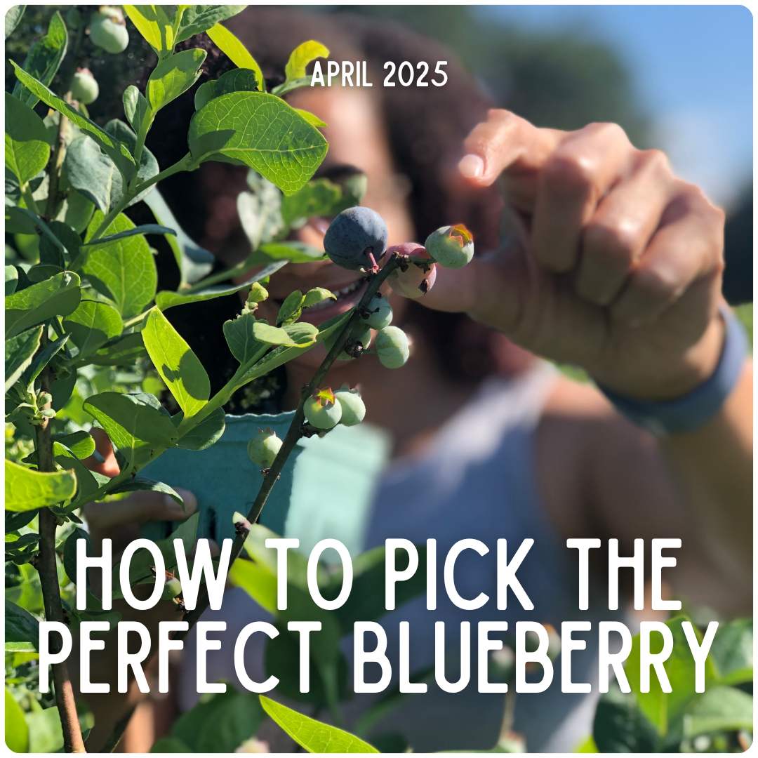 Blueberry Picking