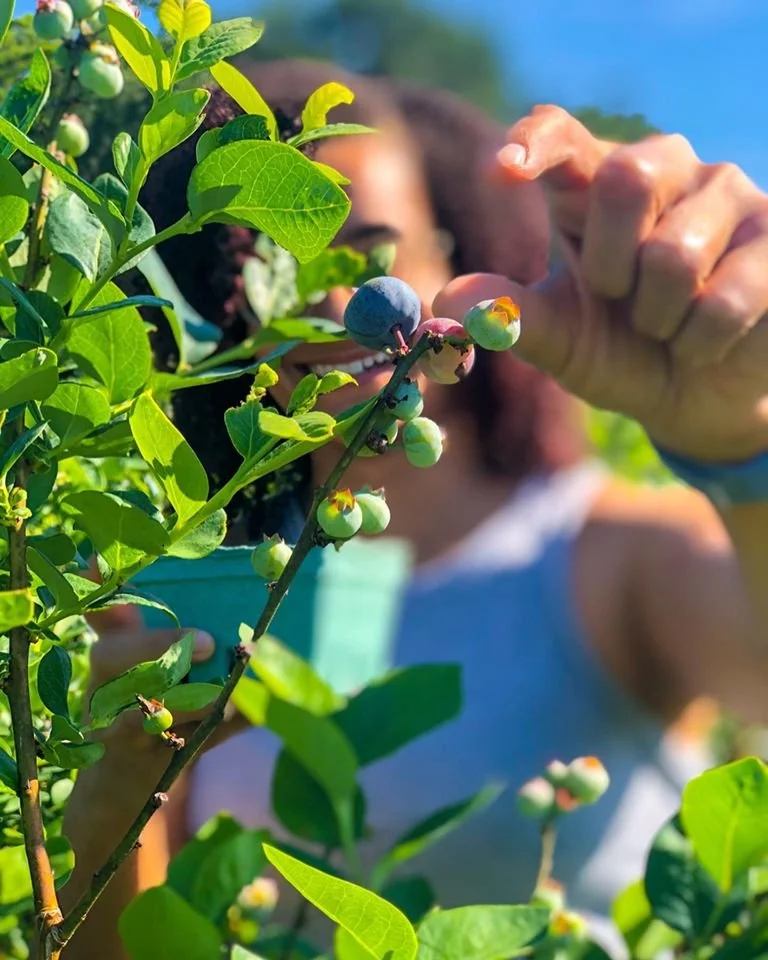 Copy of Blueberry Picking.jpg