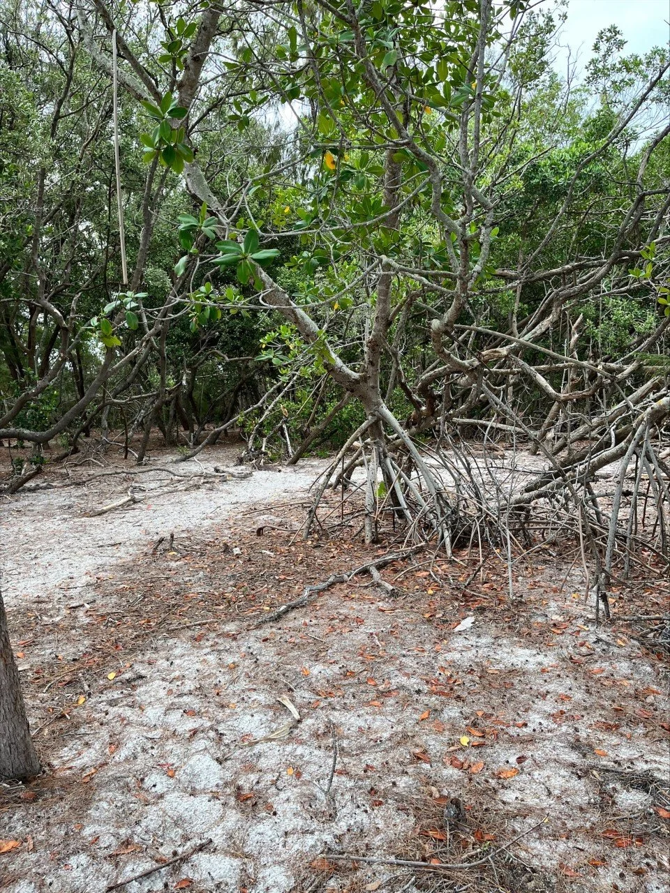 Beer Can Island (Greer Island) Longboat Key, Florida — Adopting Life's Journey Family Travel Blog