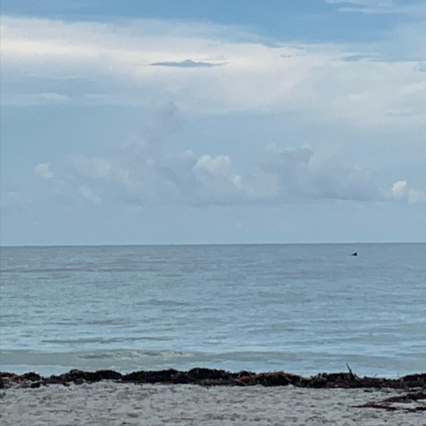 Hard to see but there is a dolphin in the distance, see his fin waving at us, lol. Caladesi Island