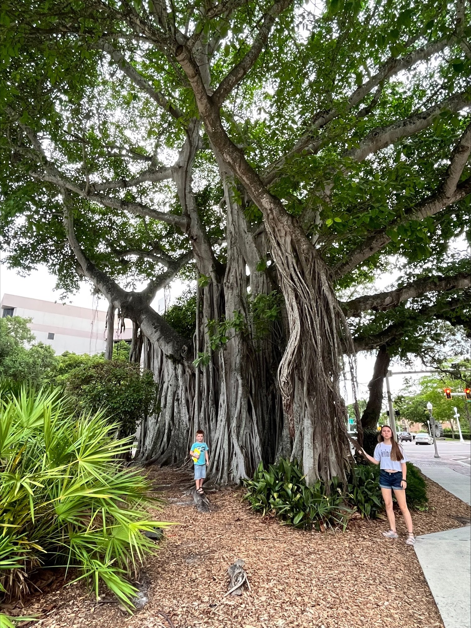 Tree ft myers.jpeg